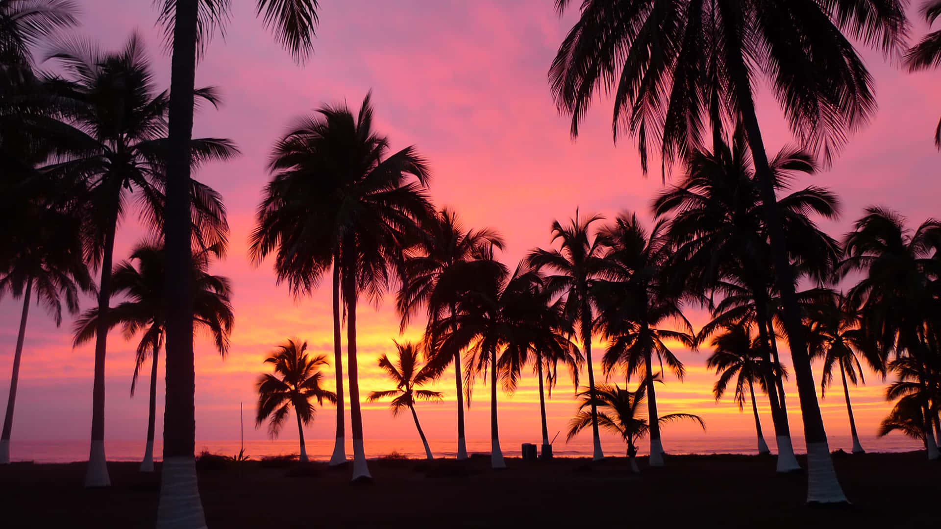 Sunset With Palm Tree Wallpaper