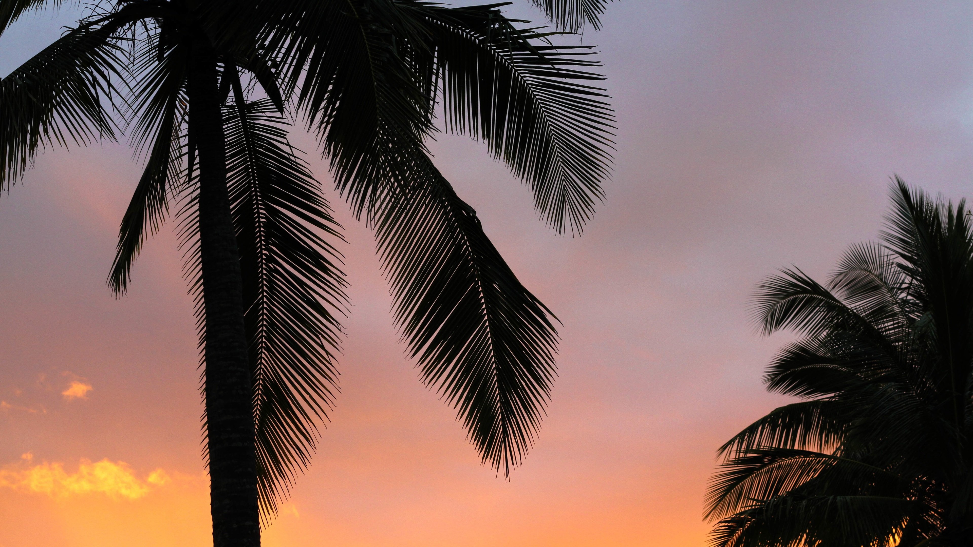 Palm Tree Sunset 4k Wallpapers - Wallpaper Cave