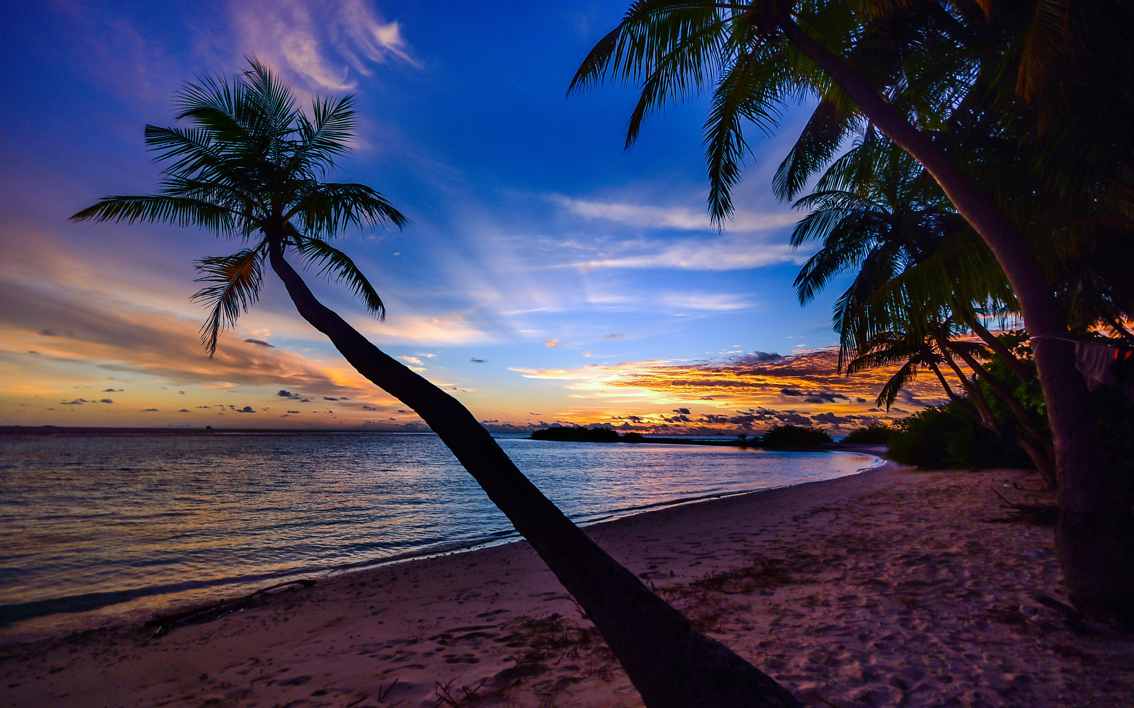 Palm trees in beach at sunset Wallpaper 4k Ultra HD