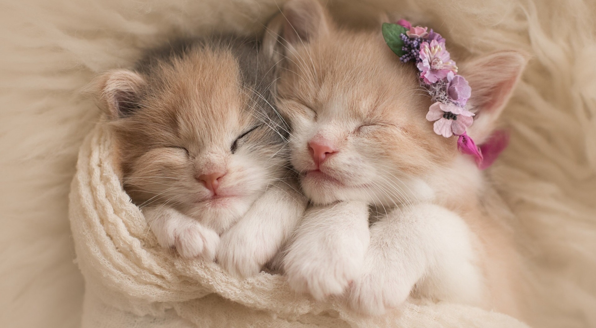1920x1058 kittens wallpaper 1080p high quality Gallery HD Wallpaper