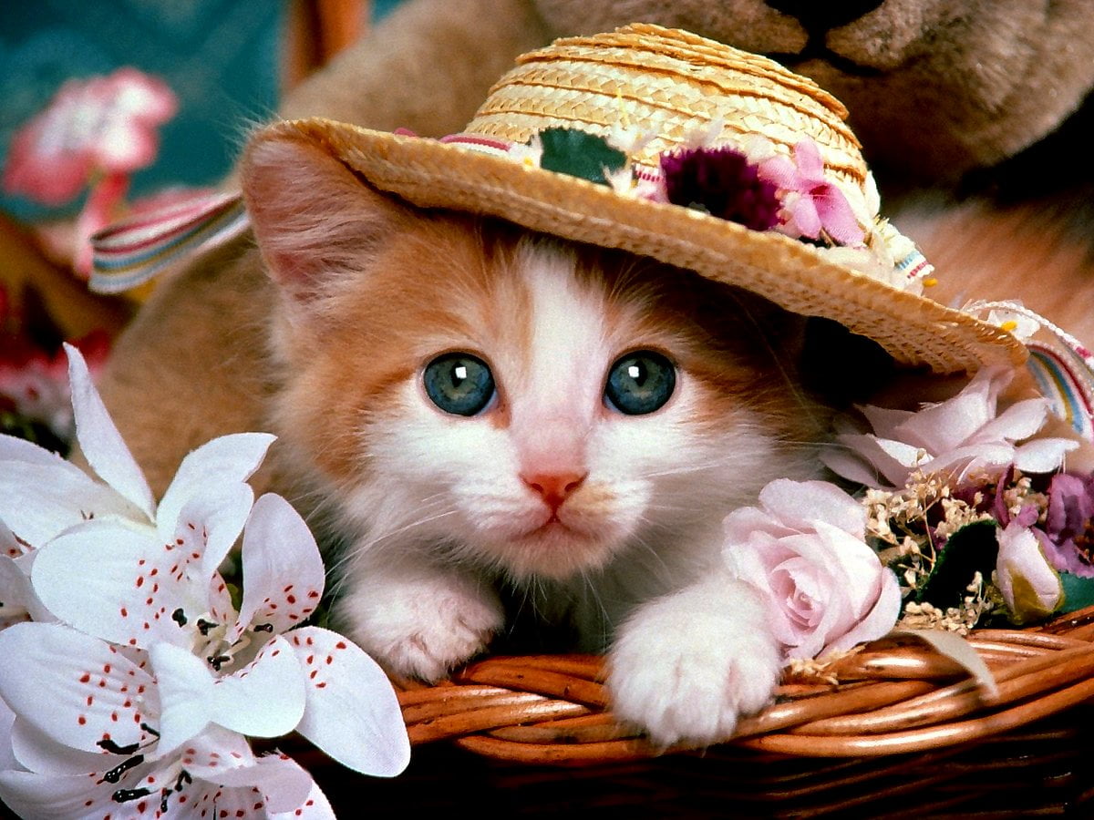 Awesome Cats, Kittens, Kitten background. Download TOP Free photo