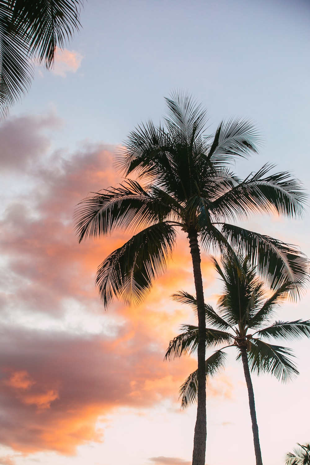 Palm Tree Sunset Picture. Download Free Image