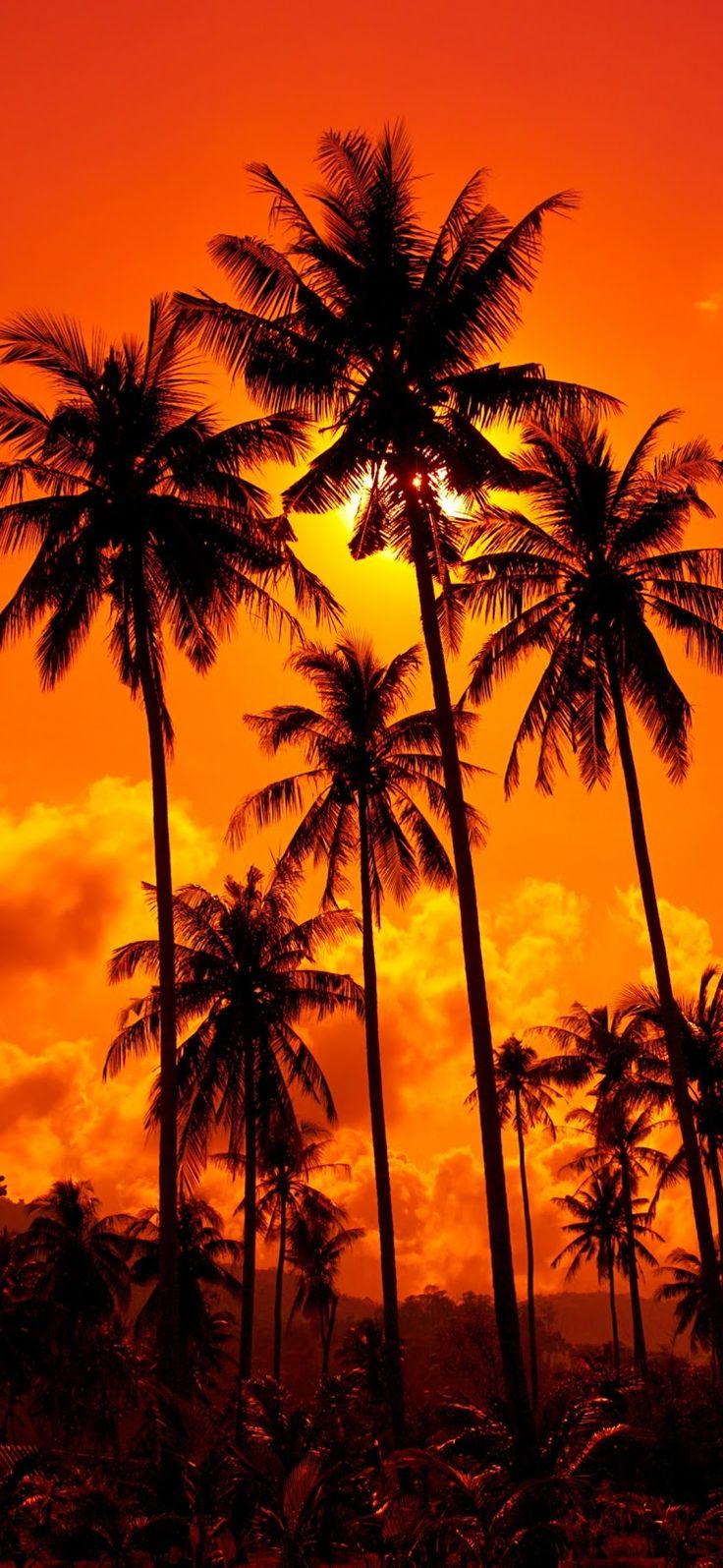 Palm Trees Beautiful Mobile Wallpaper. Paesaggi, Sfondi, Arte arancione
