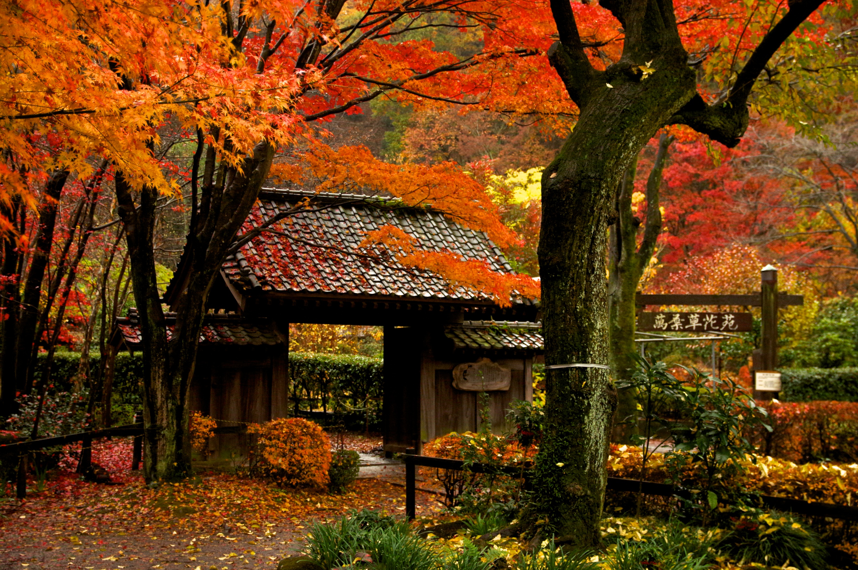 Wallpaper, Japan, fall, leaves, garden, park, pentax, tree, autumn, leaf, flower, season, autum, sigma, architect, pentaxart, woodland, botany, woody plant 3008x2000