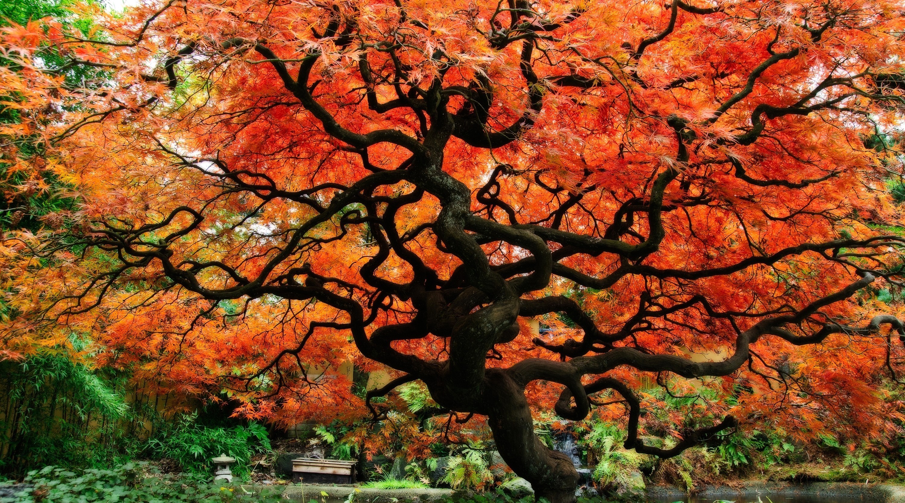 Fall Japan Japanese Garden Tree Wallpaper:3000x1668