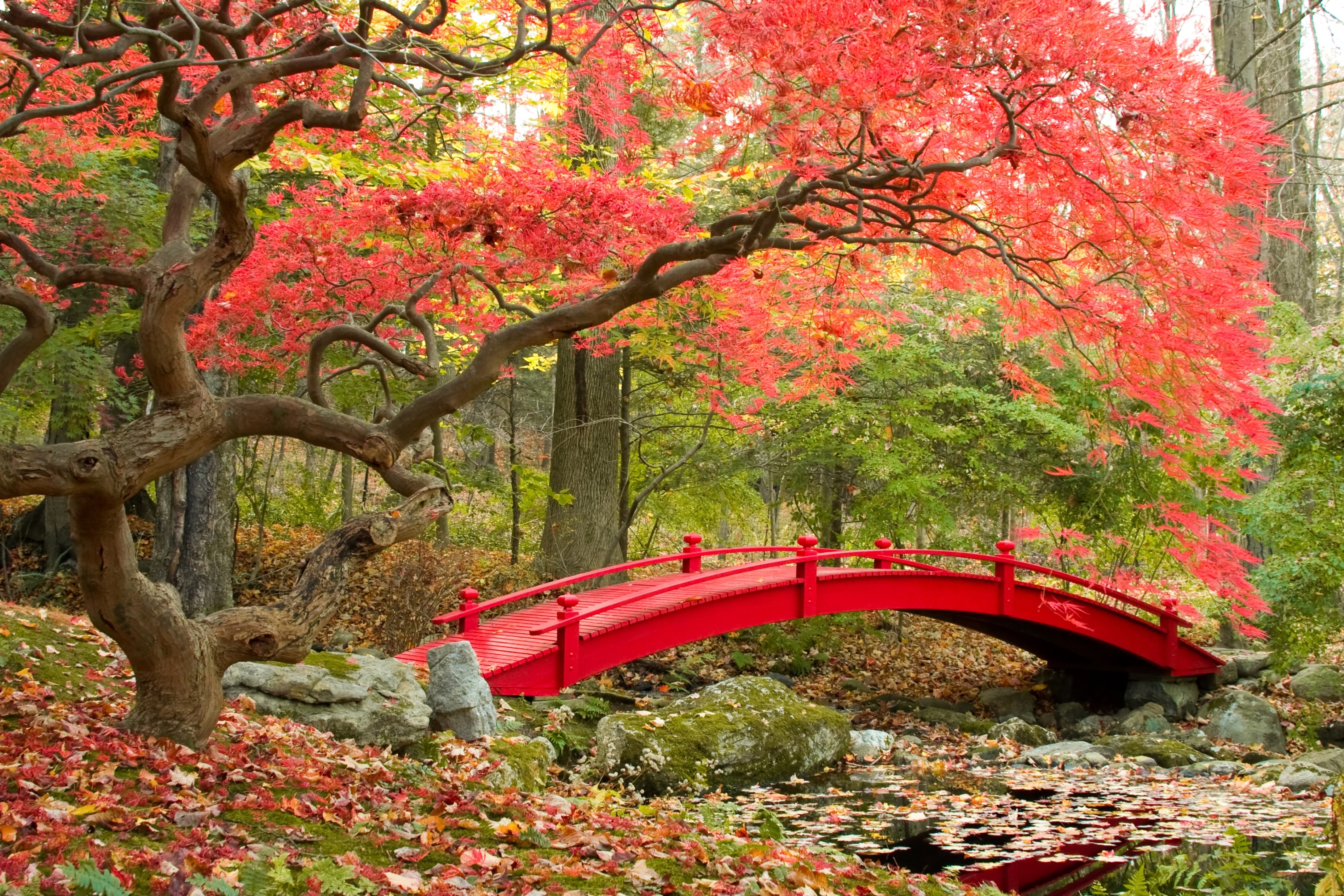 Maple trees, Autumn, 4K, Japanese Garden Gallery HD Wallpaper