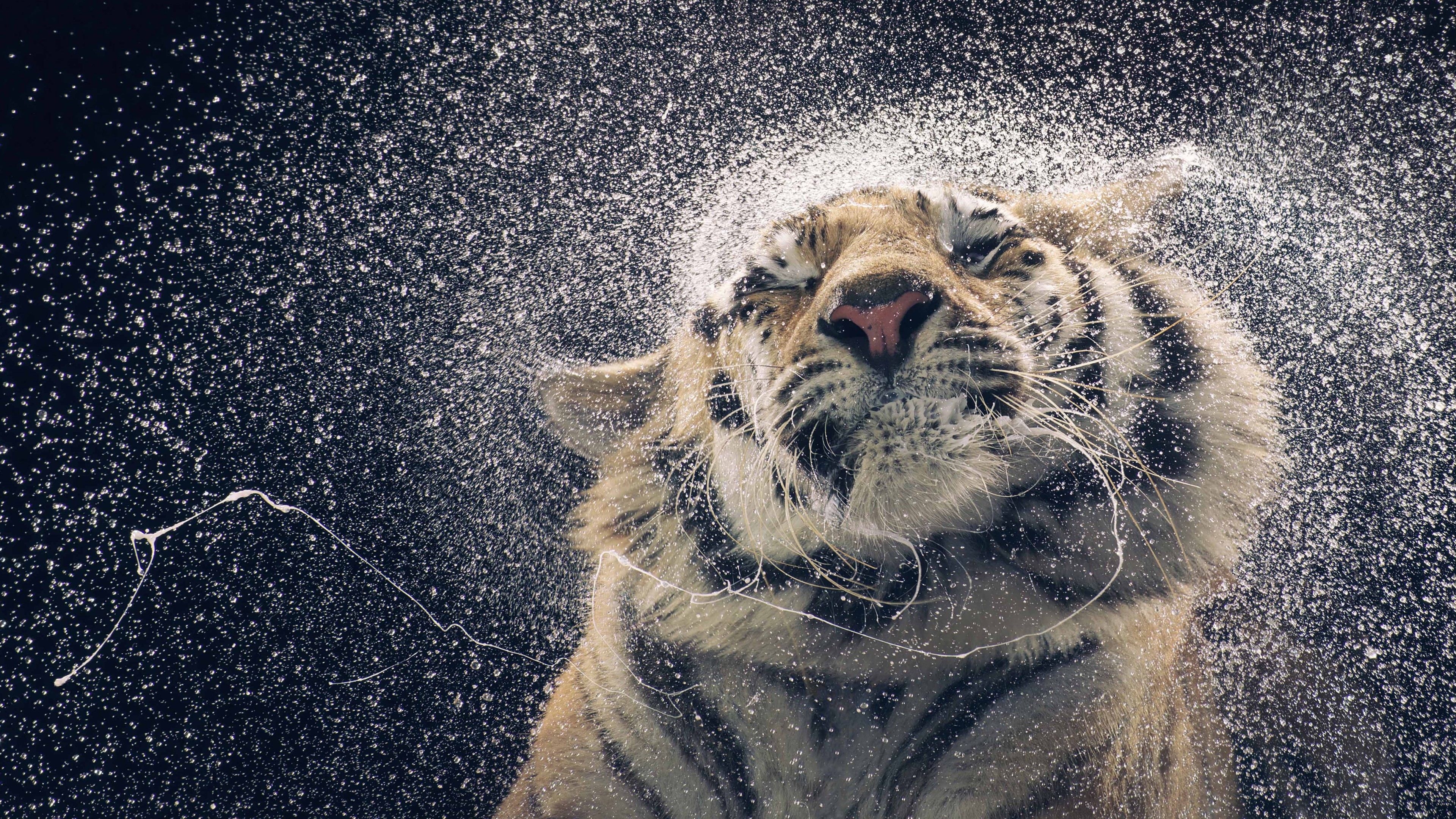 Wallpaper Tiger, drops, cute animals, funny, Animals