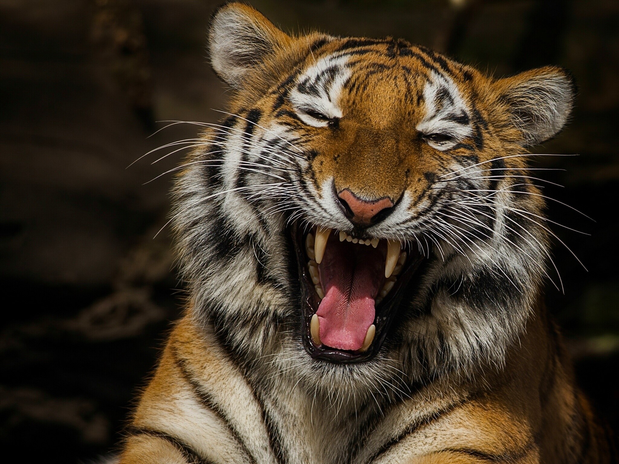 Tigers, Canine tooth fangs, Roar, Funny, Whiskers, Snout Gallery HD Wallpaper
