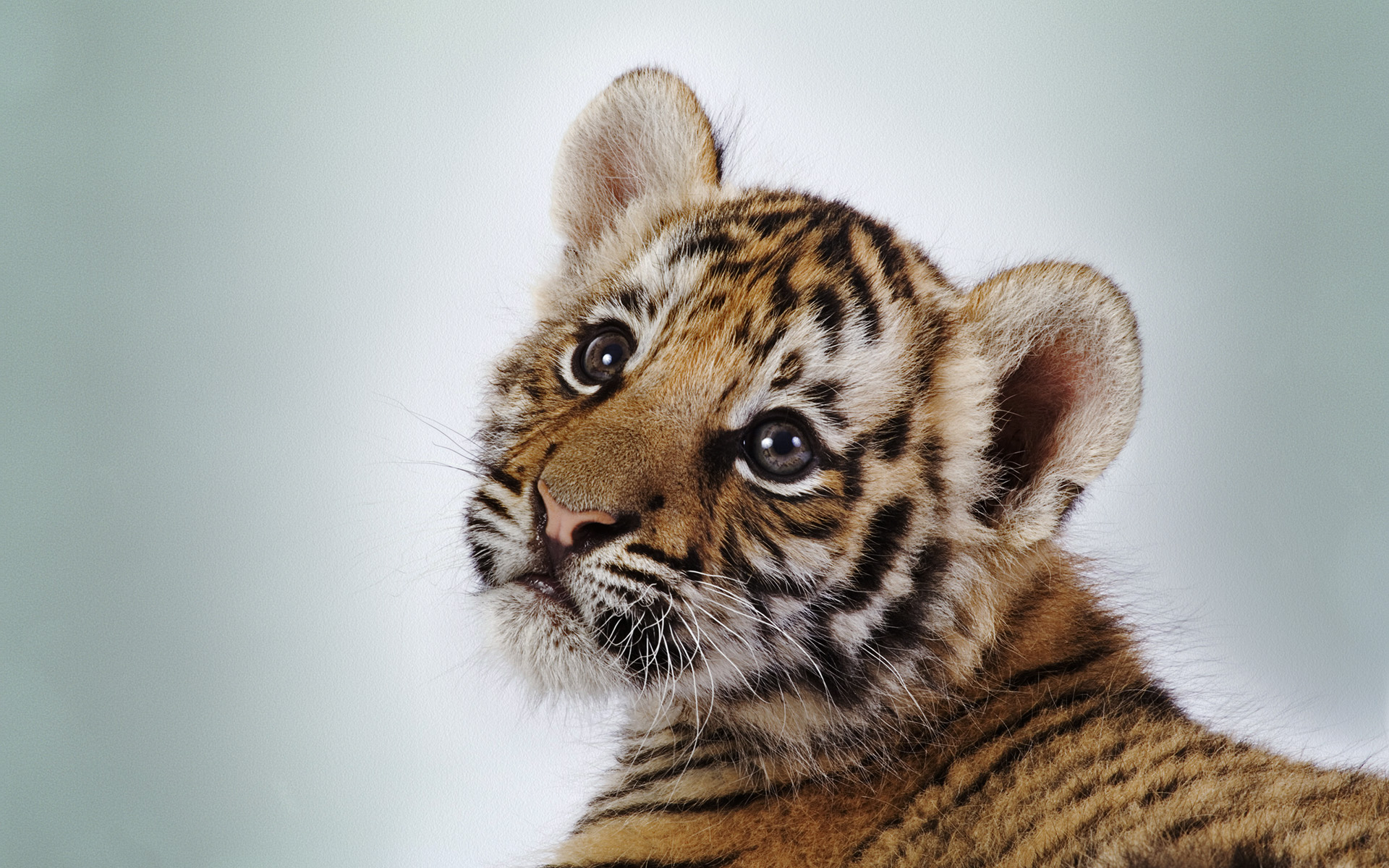 Cute Tiger Cub HD wallpaper