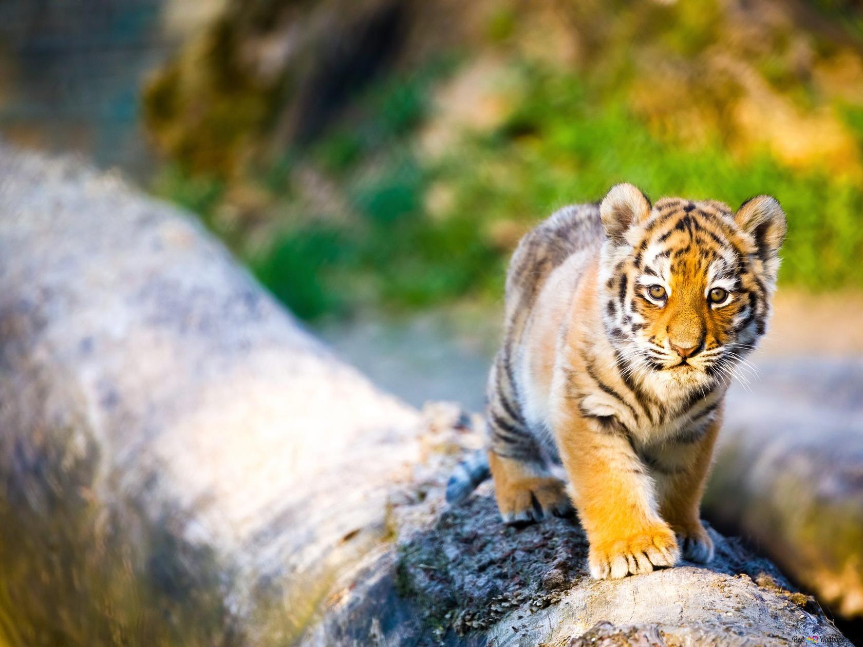 Funny Tiger Wallpapers - Wallpaper Cave