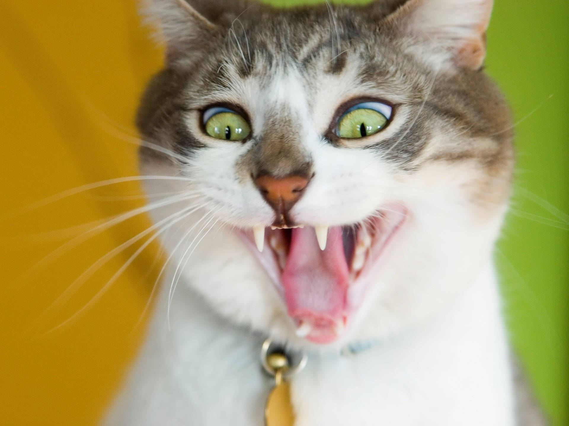 Download Cat Funny Face Wallpaper