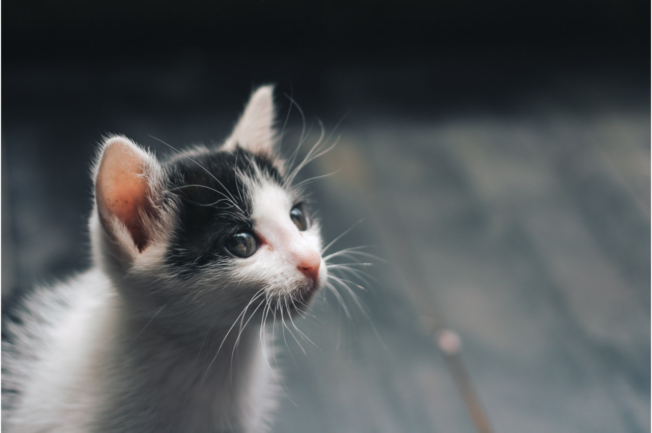 How to Respect Your Cat's Unique Nature in 3 Ways Hills Pet Clinic