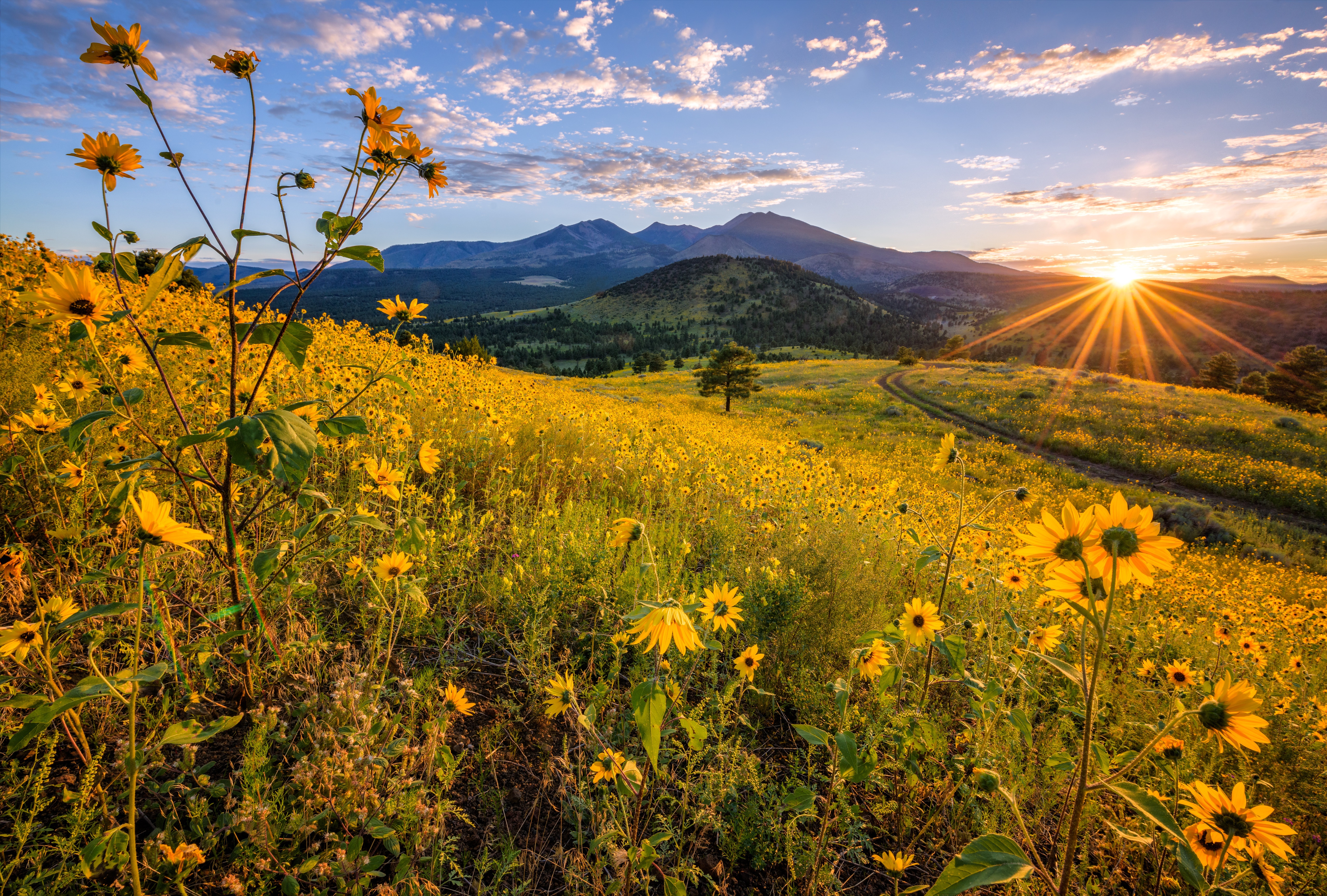 Photo Rays of light USA Flagstaff, Arizona Sun Nature 5120x3458