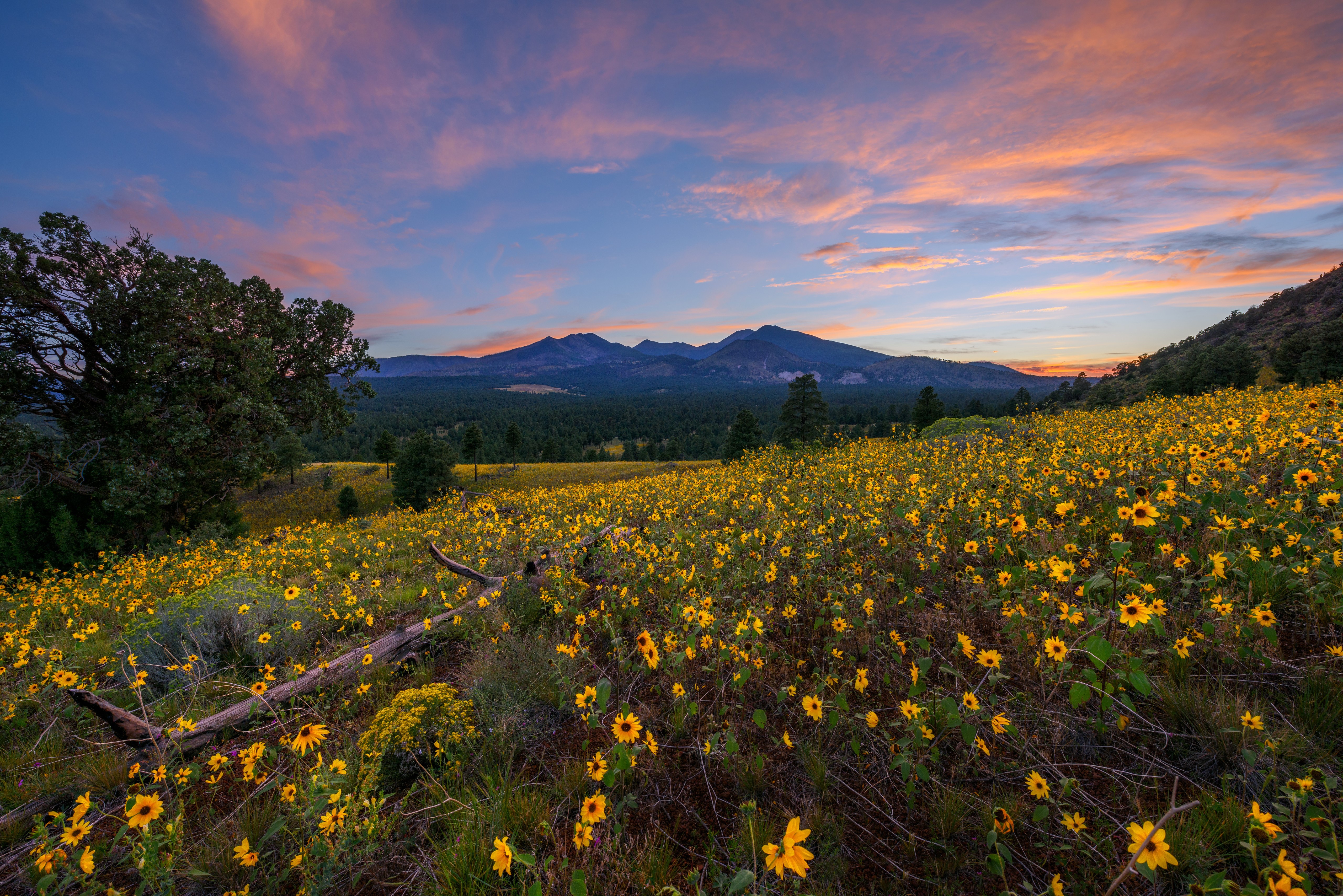 4K, 5K, Flagstaff, Arizona, USA, Mountains, Evening, Sunflowers, Hill, Trees Gallery HD Wallpaper
