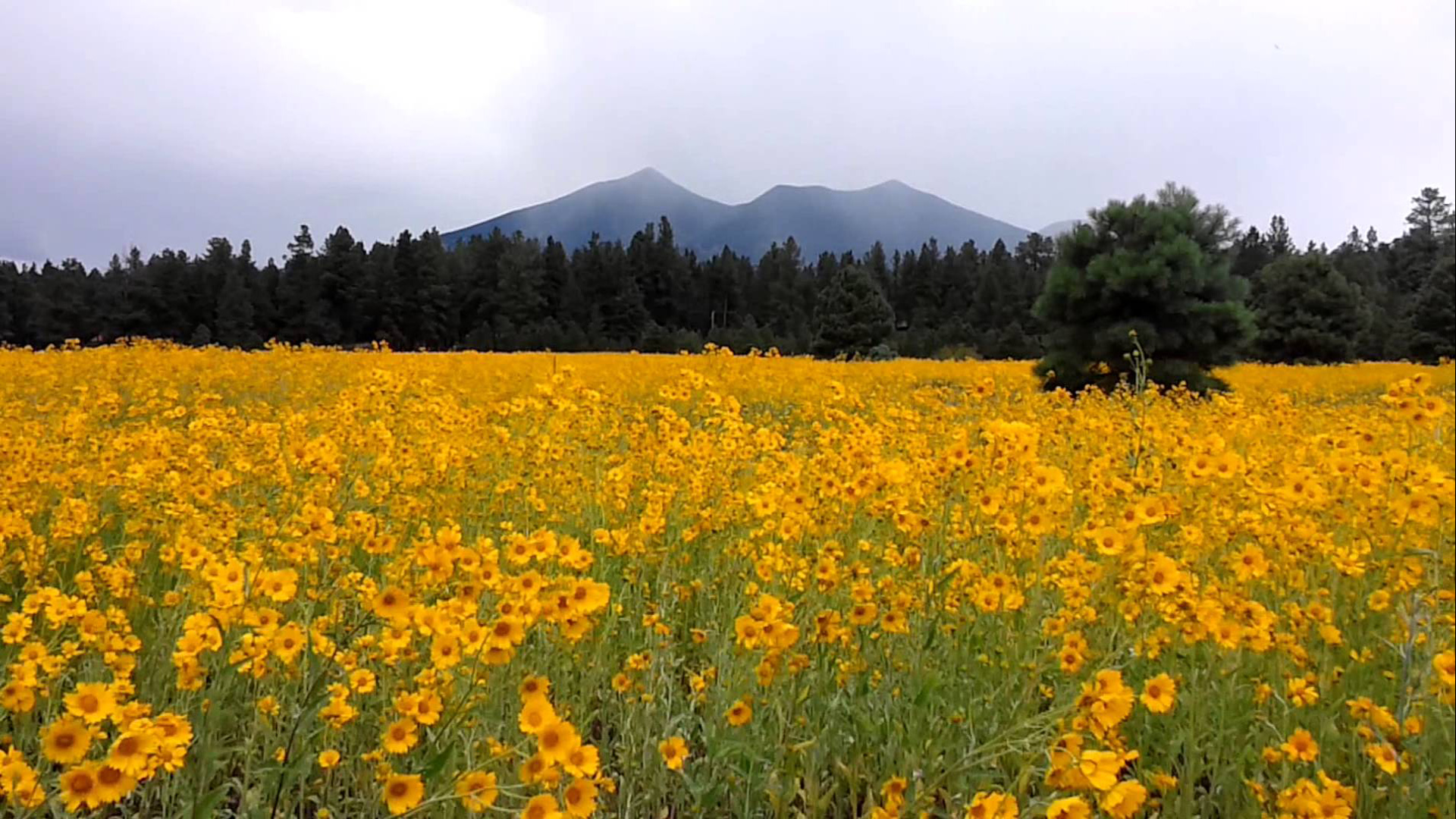 Yellow Flowers in Flagstaff Arizona Meadow mountains forest Pine Trees Summer, Wallpaper13.com