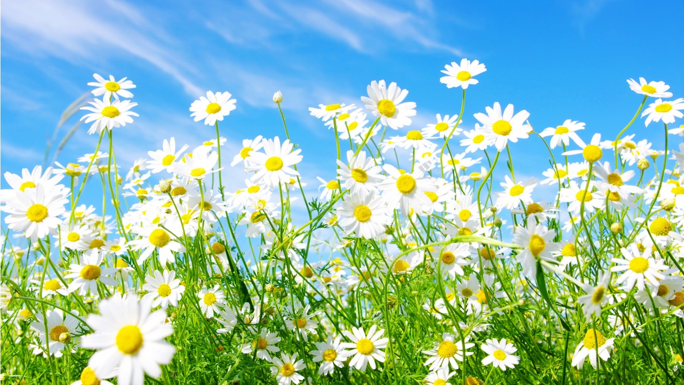HD Spring Wallpaper For Desktop