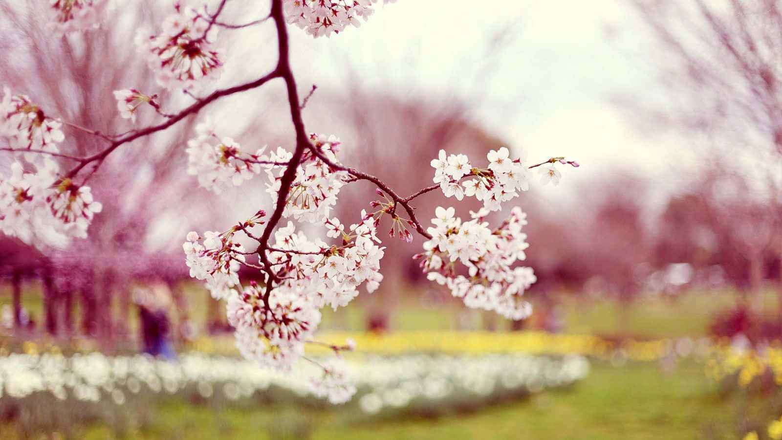 Free Cherry Blossom Wallpaper Downloads, Cherry Blossom Wallpaper for FREE