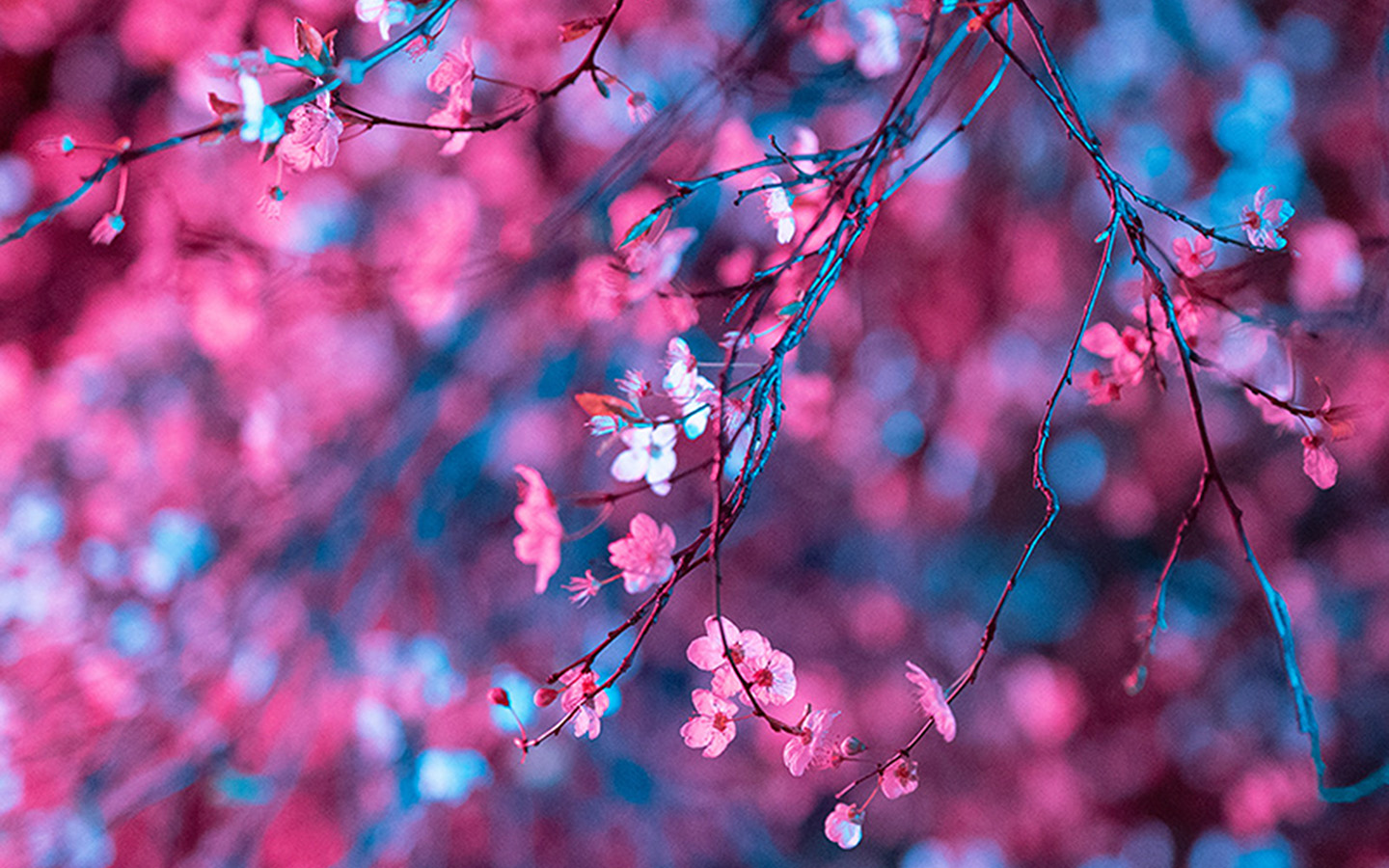 wallpaper for desktop, laptop. art flower red light cherry blossom spring