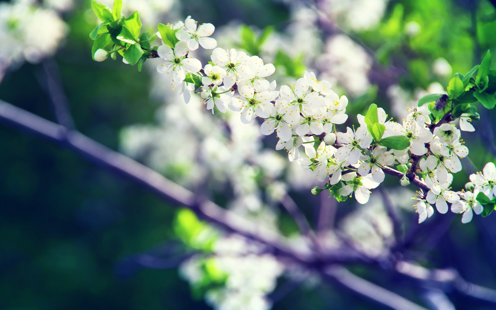 Wallpaper, sunlight, white, flowers, nature, branch, green, blossom, spring, tree, leaf, flower, flora, wildflower, produce, botany, land plant, flowering plant, shrub, macro photography 1680x1050