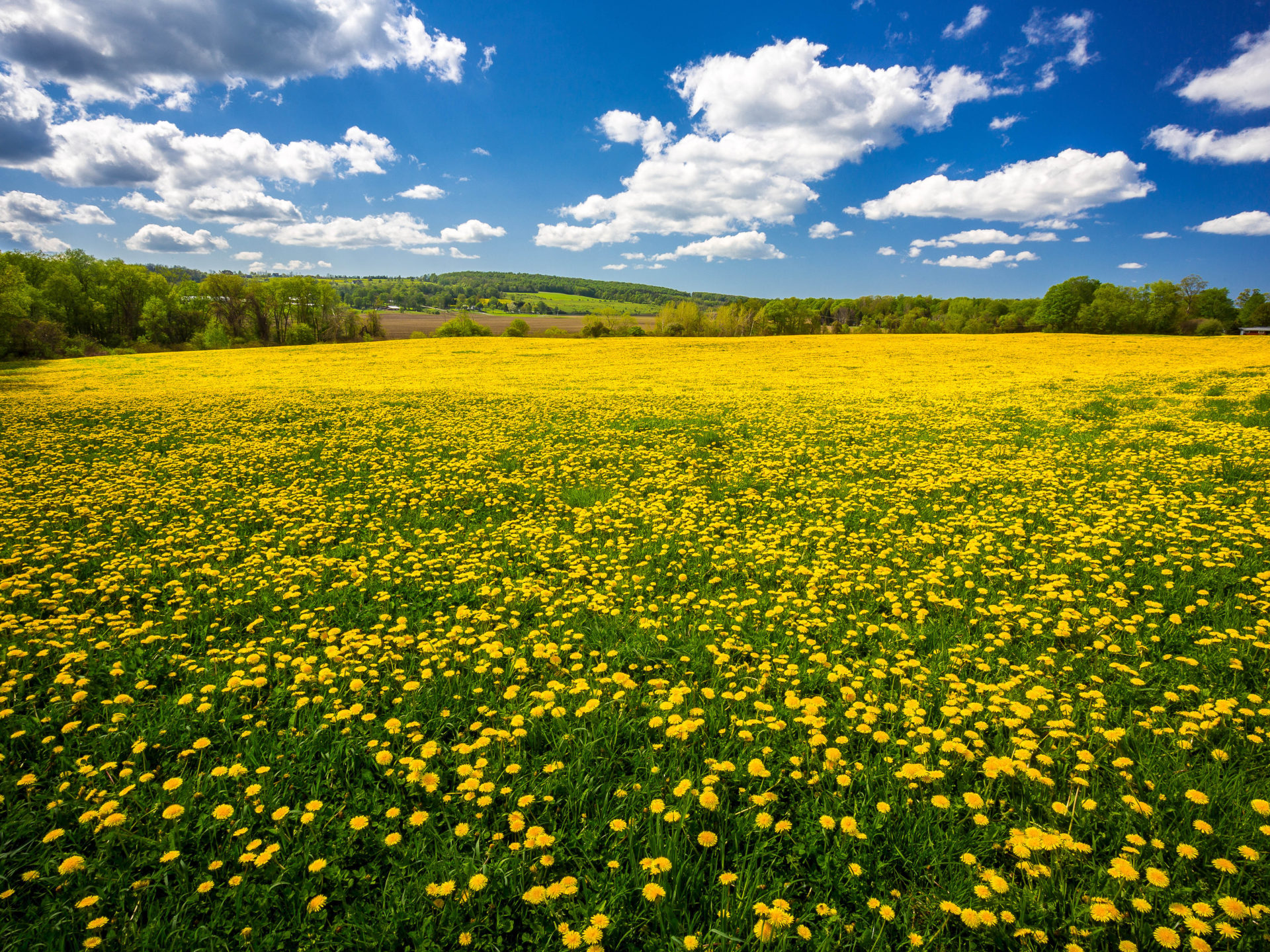 Dandelion Field Flowers Spring Blue Sky And White Cloud Beautiful Desktop Wallpaper HD, Wallpaper13.com