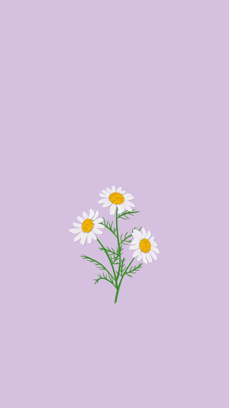 Purple Daisy iPhone Wallpaper. Cute flower wallpaper, Galaxy wallpaper, Daisy wallpaper