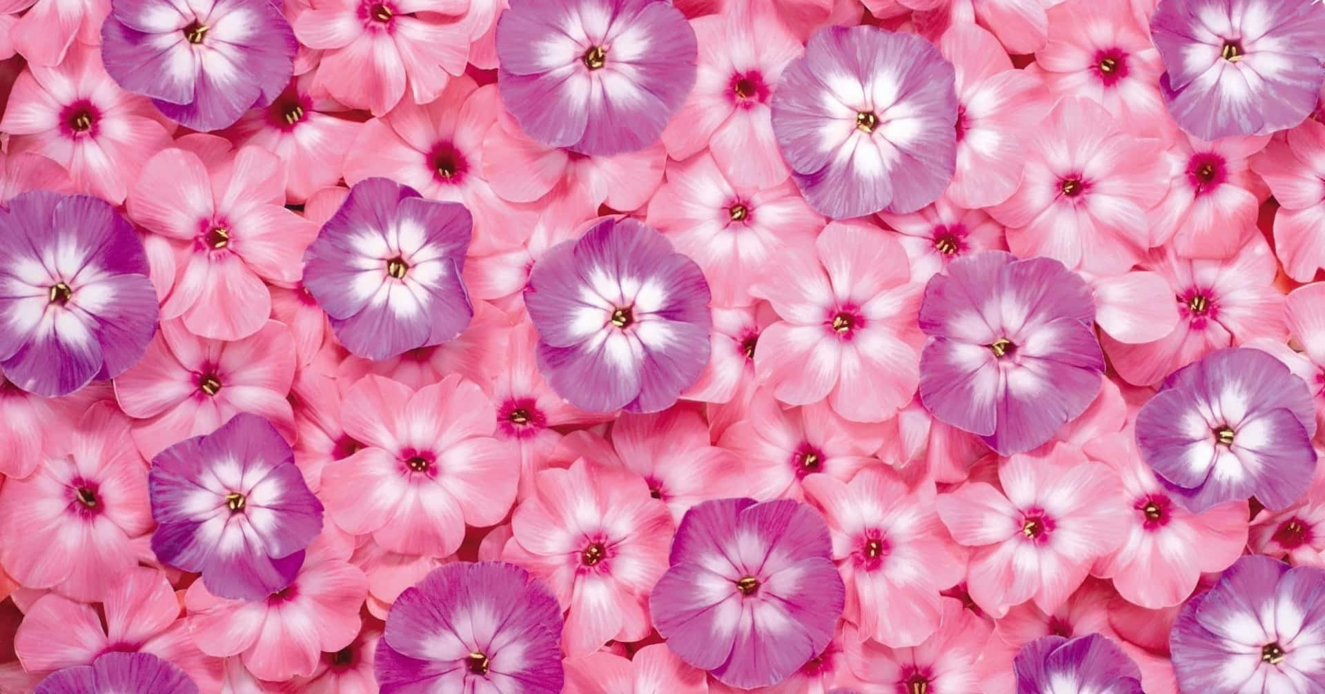 Free Cute Pink Purple Wallpaper Downloads, Cute Pink Purple Wallpaper for FREE