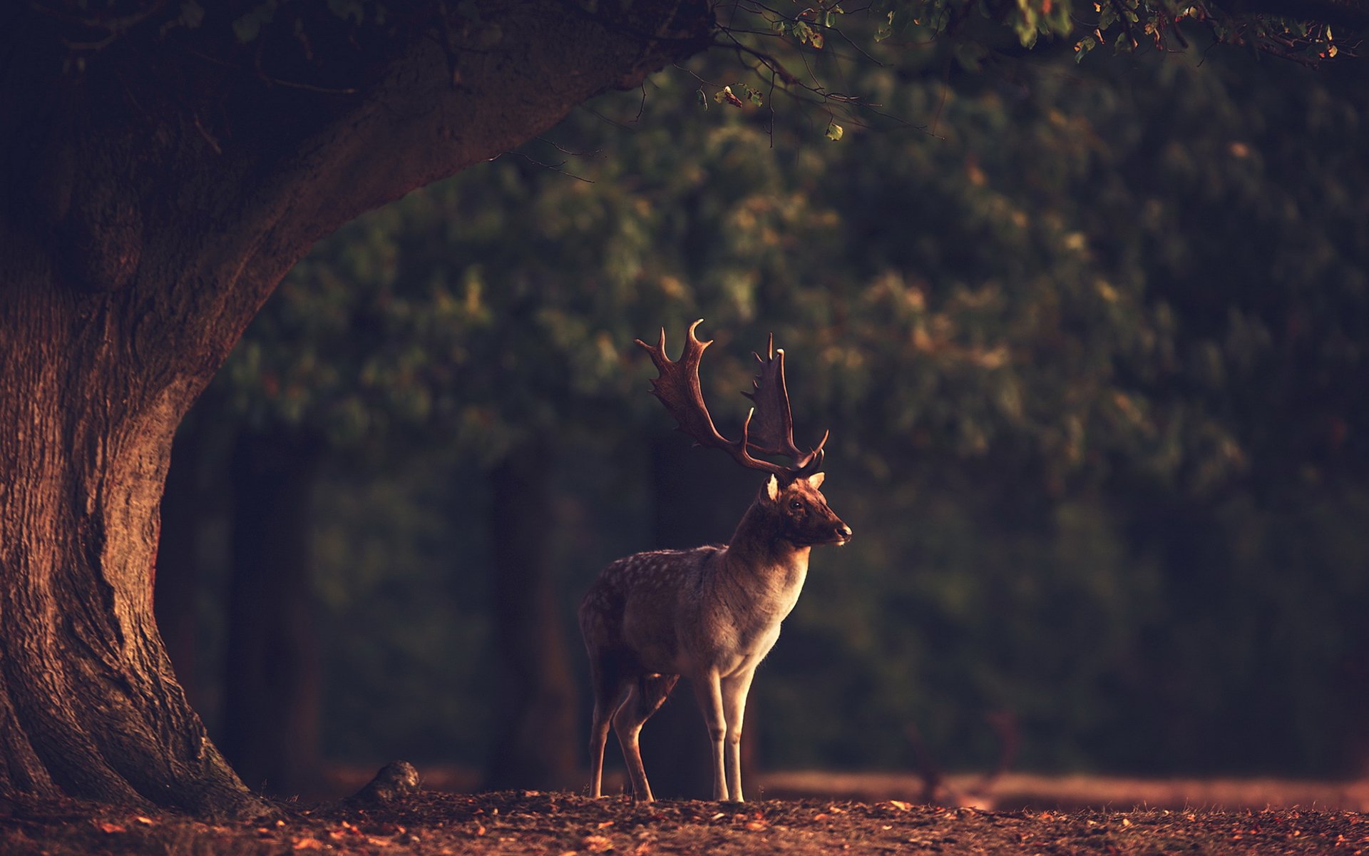 Professional photo with a deer in the forest