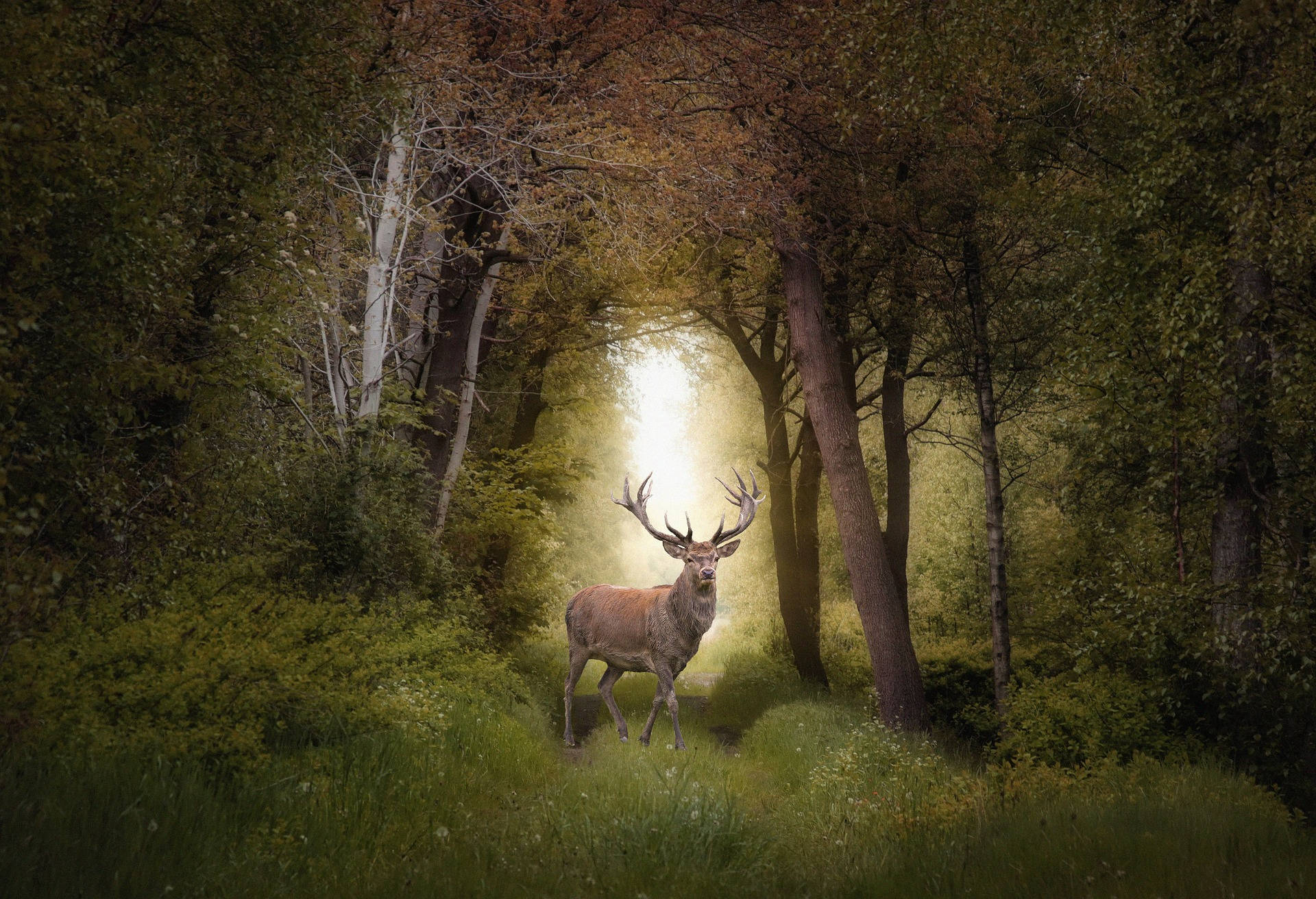 Download Most Beautiful Desktop Deer In Forest Wallpaper