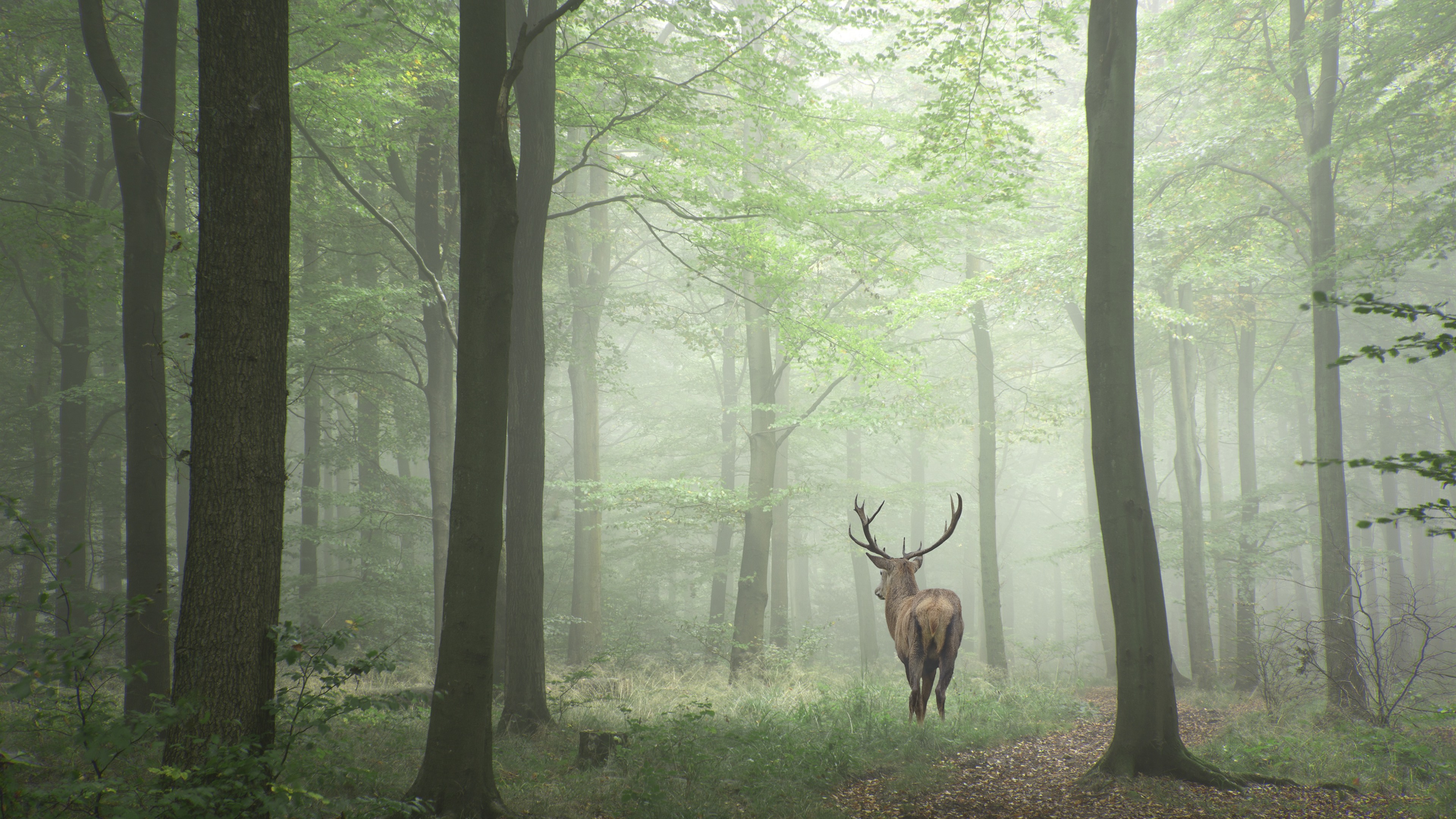 Wallpaper Deer, forest, fog, morning 3840x2160 UHD 4K Picture, Image