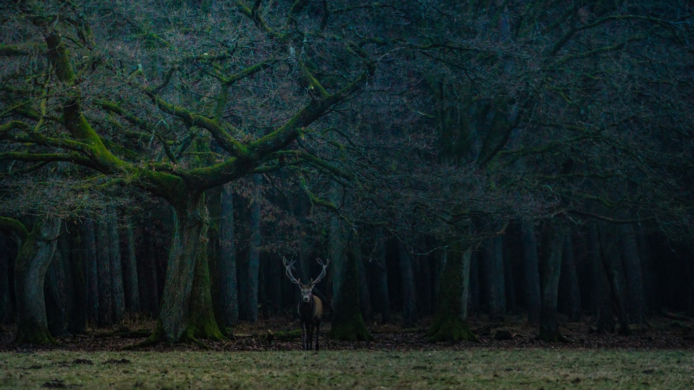 Wallpaper Forest, trees, lonely deer 2560x1600 HD Picture, Image