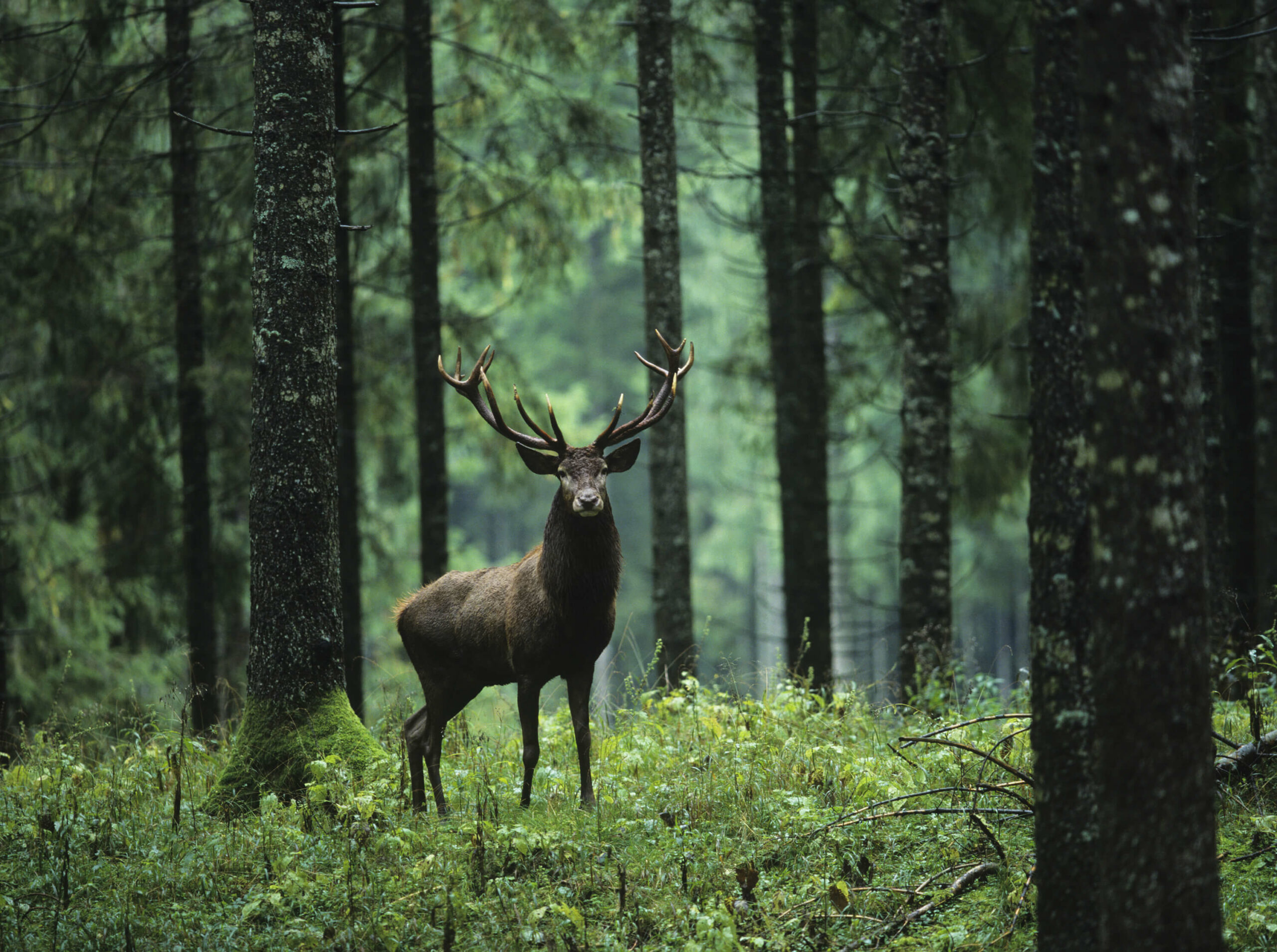 Forest animals wallpaper with photo wallpaper deer, Scottish highland cattle and birds