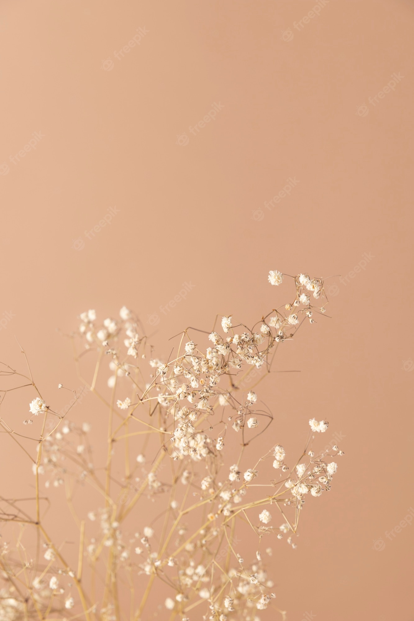 Beige Flowers Image