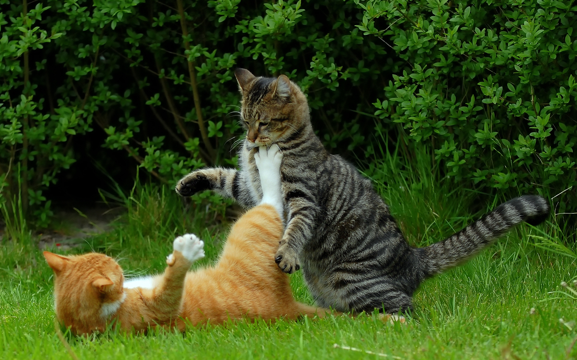 cat, Fight Wallpaper HD / Desktop and Mobile Background