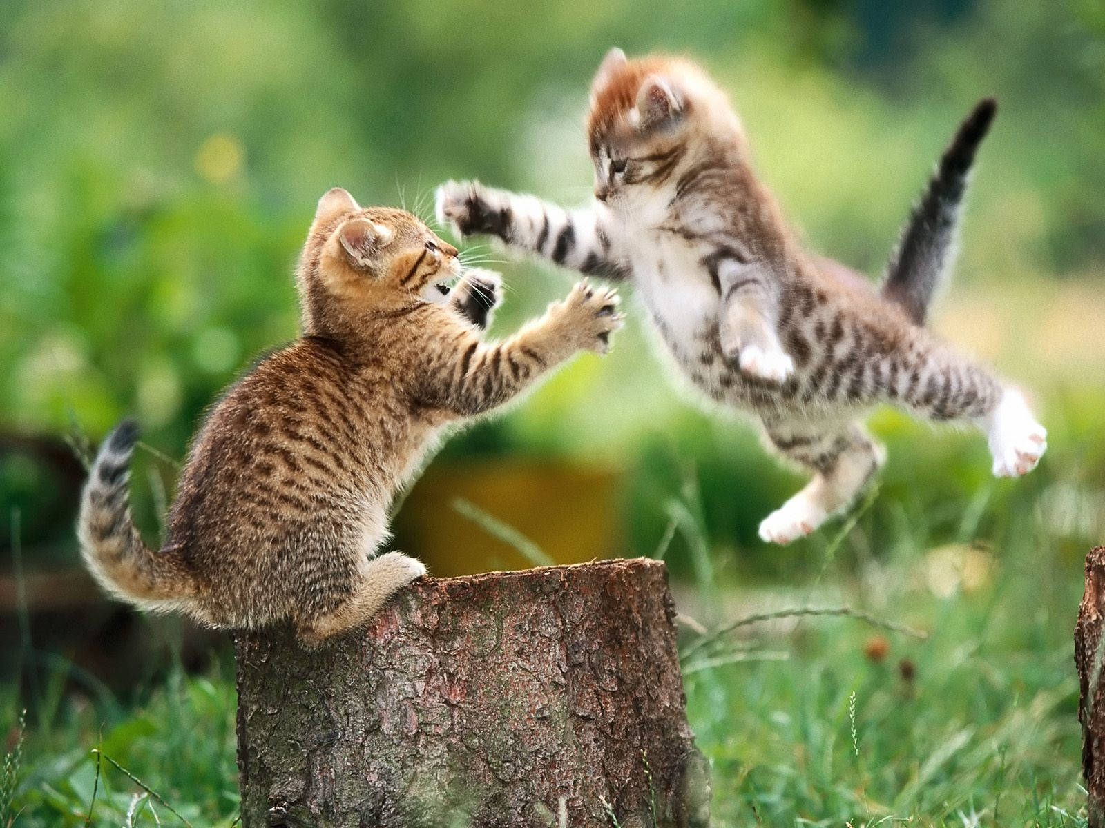 Download High Resolution Desktop Cat Fight Wallpaper