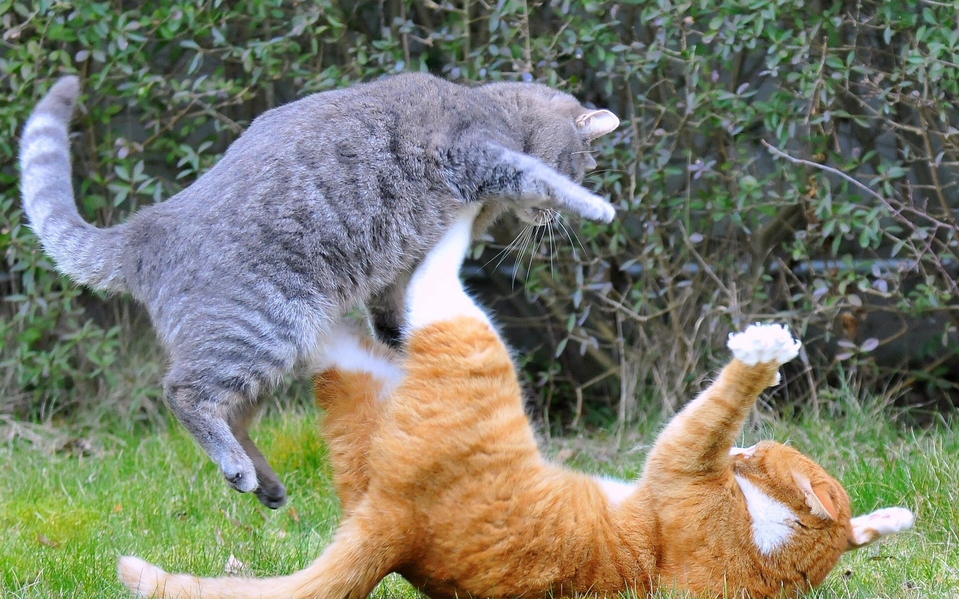 Fight cats Desktop wallpaper 600x382