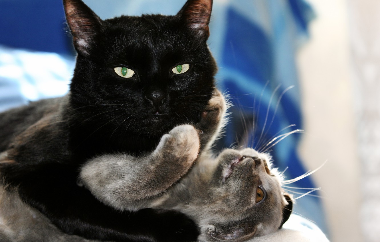 Wallpaper cat, love, game, kitty, hugs, love, black cat, kitten, hug, cats, playing, black cat image for desktop, section кошки