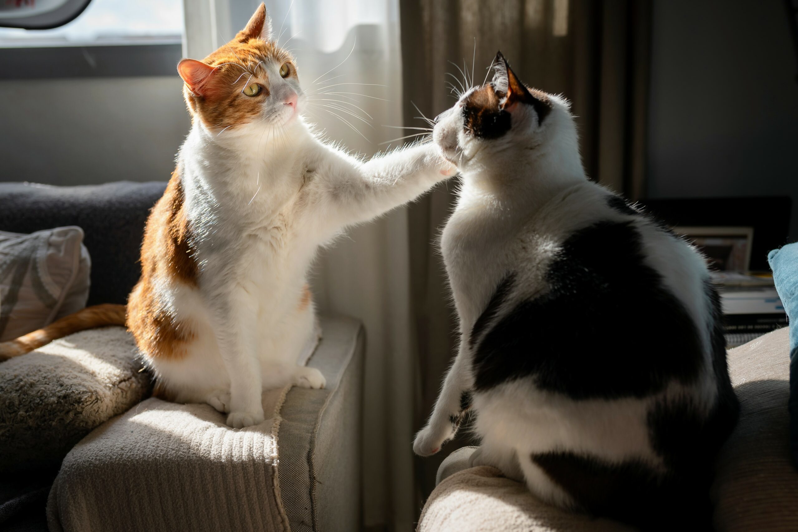 Can you tell if your cat is playing or fighting? • Earth.com