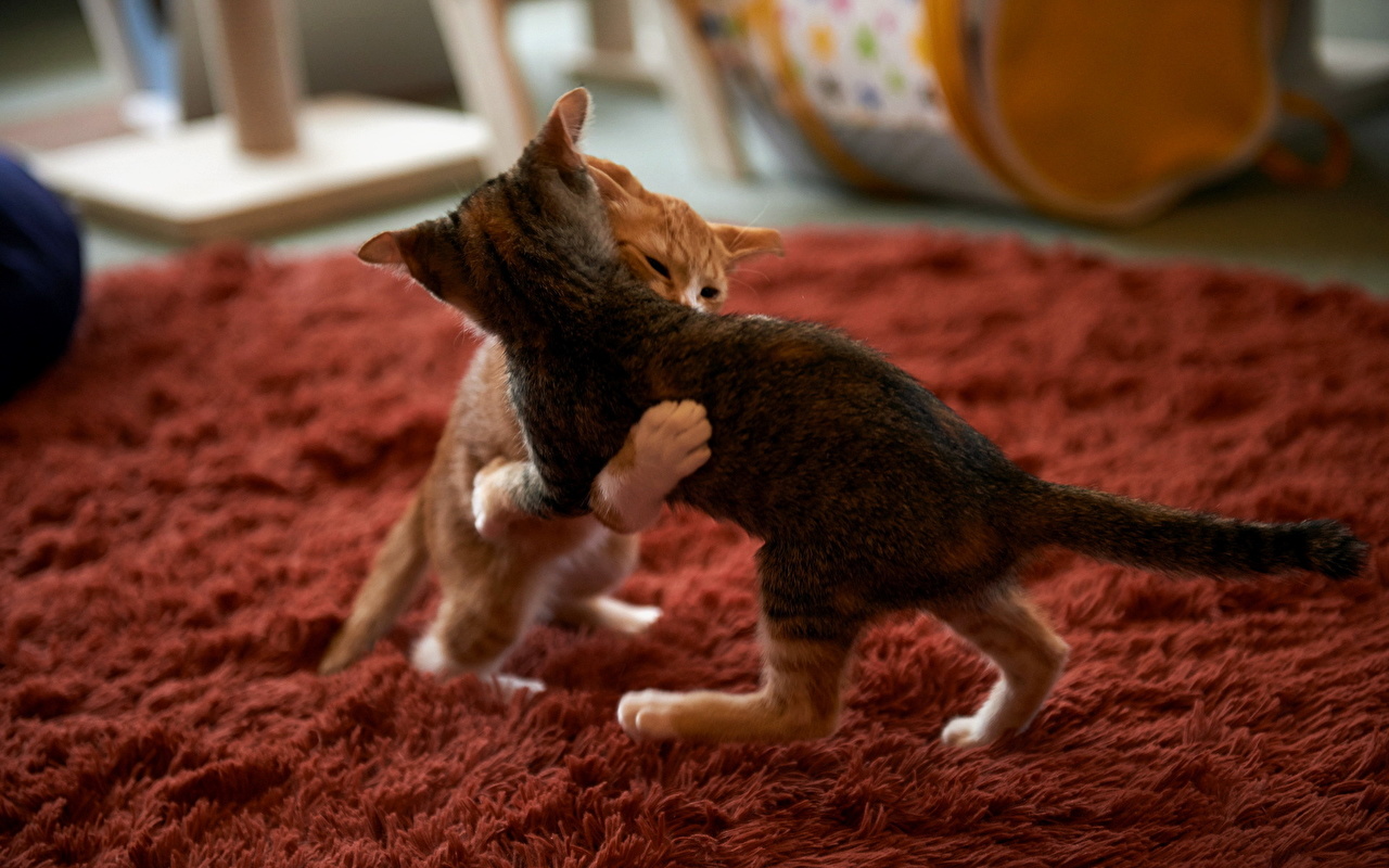 Photos Kittens Cats 2 Fight animal