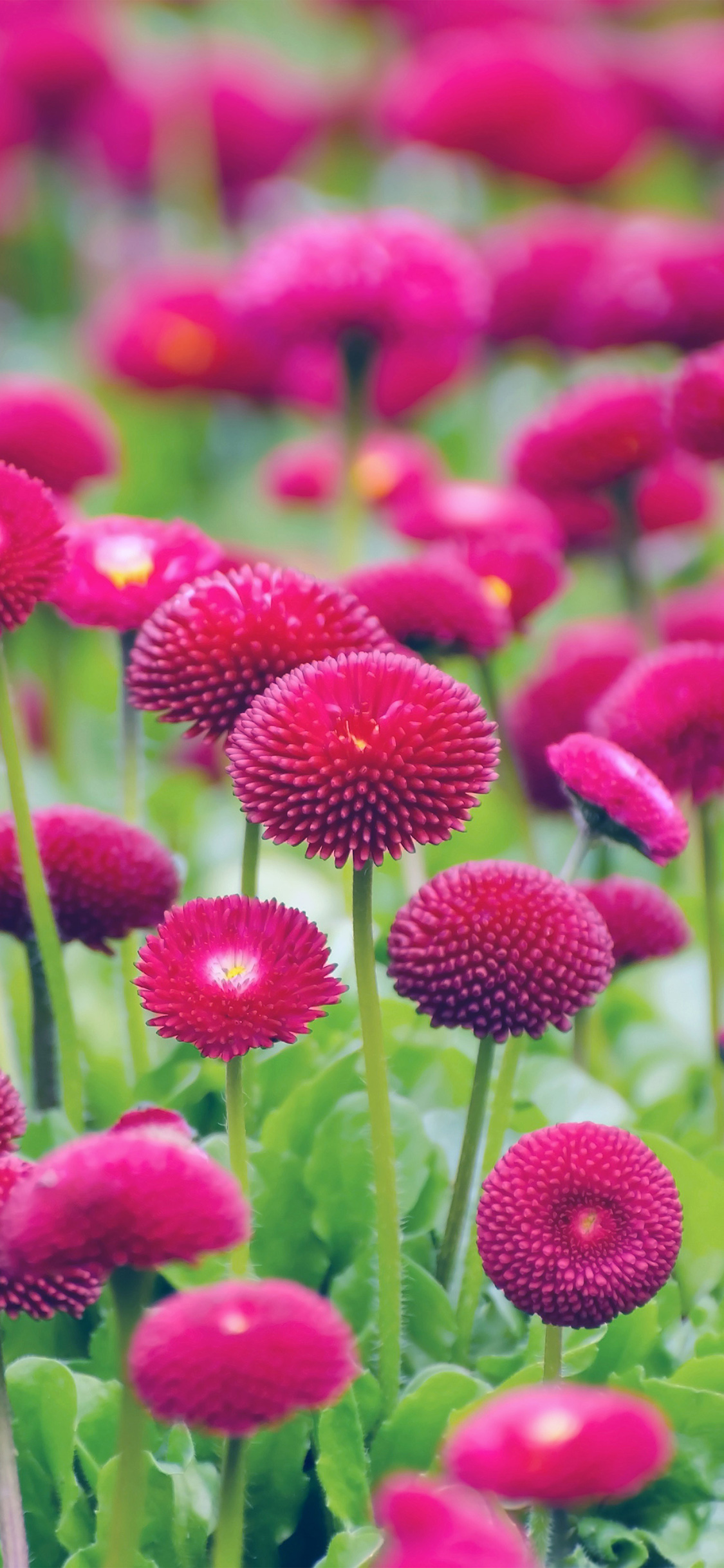 iPhone X wallpaper. flower red green spring bokeh nature blue