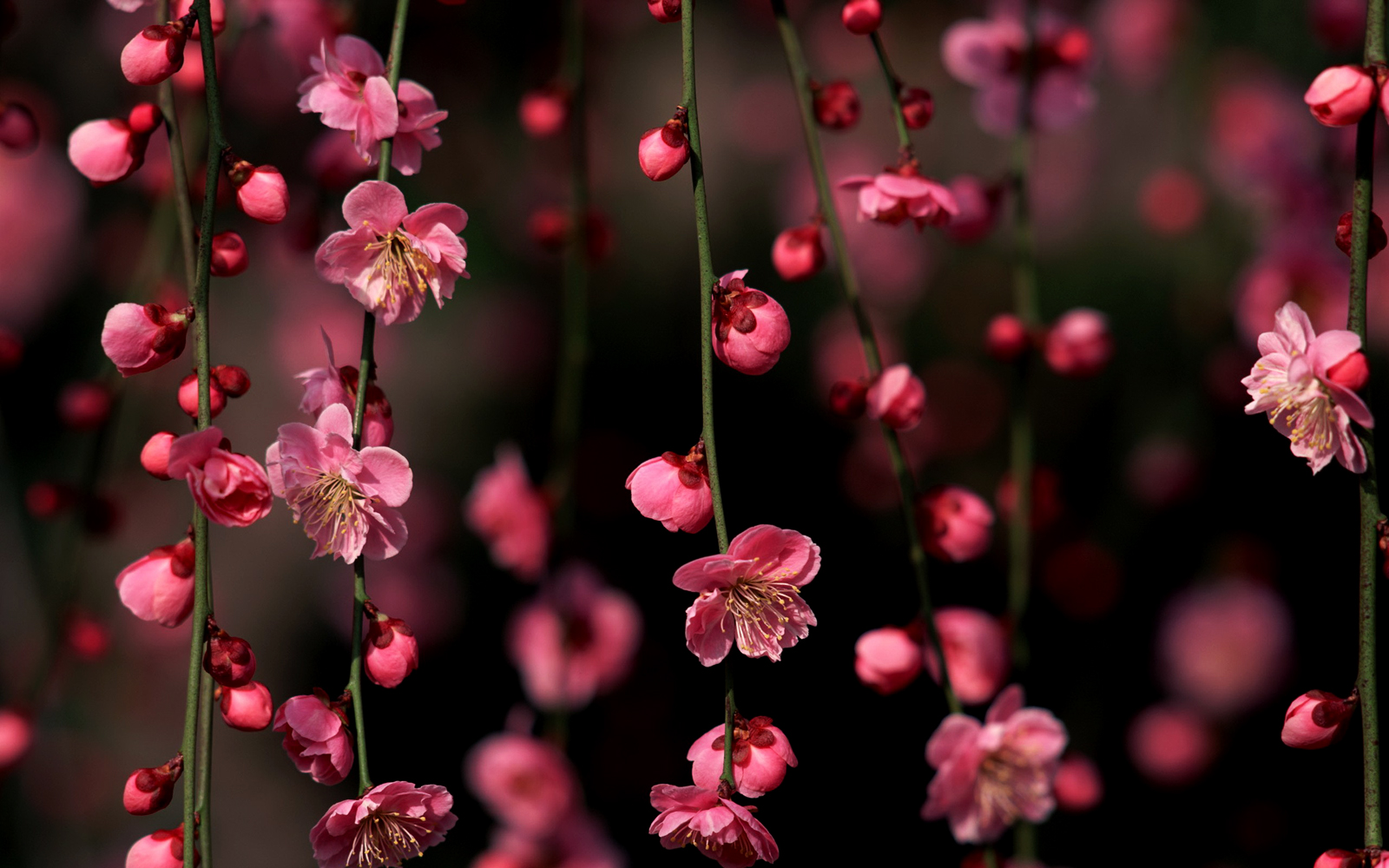 Cherry Blossom Desktop Wallpaper