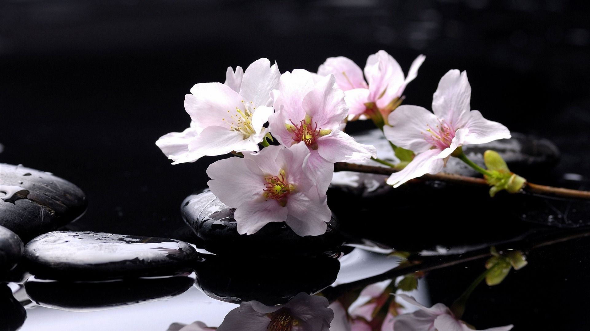 Zen Stones Flowers Desktop Wallpaper 1920x1080 Wallpaper Download. Flowers, Zen garden, Flower wallpaper