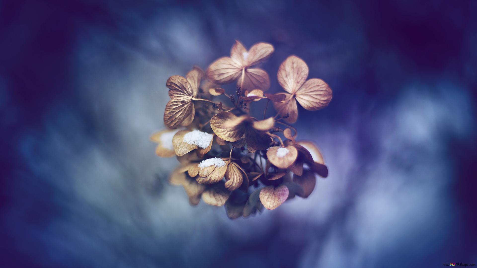 Dark blossom HD wallpaper download