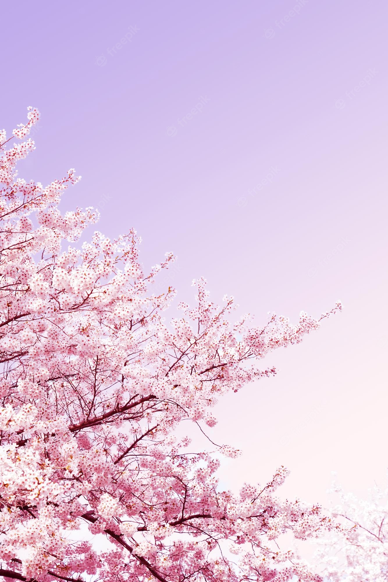 Premium Photo. Beautiful spring flower cherry blossoms sakura flower with beautiful nature background