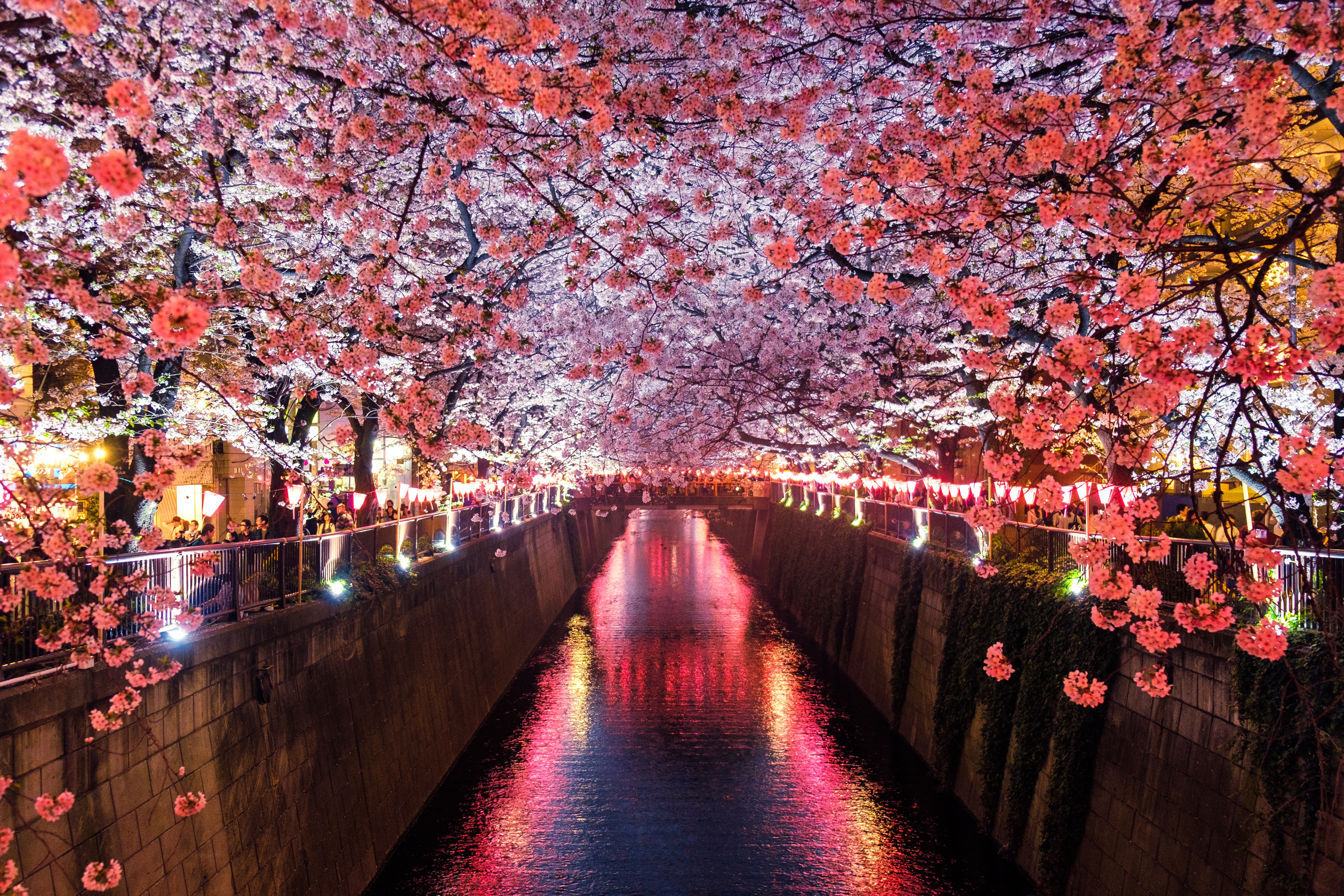 Light, Earth, Sakura, Cherry Blossom, Canal, Spring, Flower wallpaper