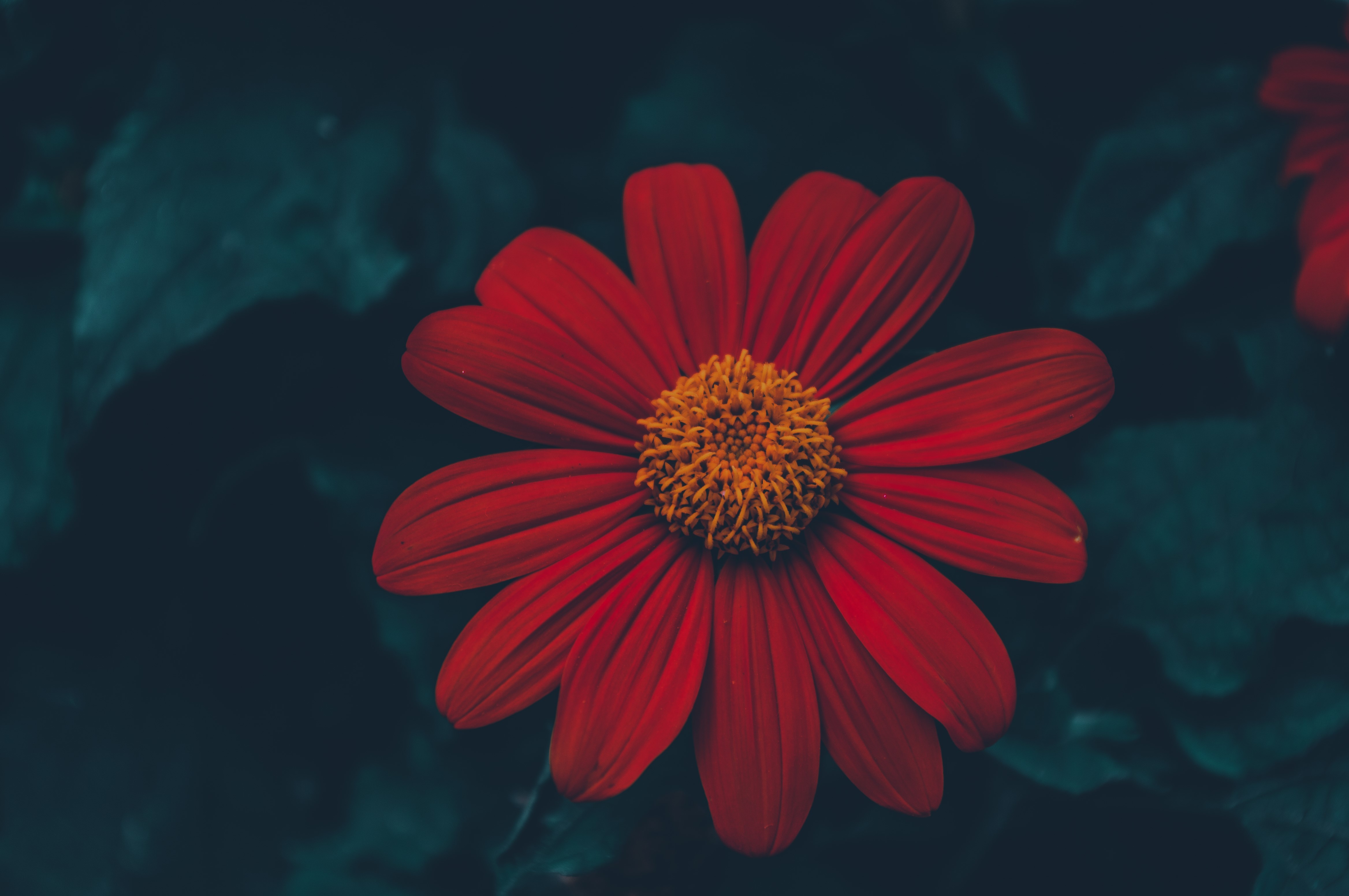 4K, Summer, Nature, Dark, Plants, Flowers, HD Wallpaper
