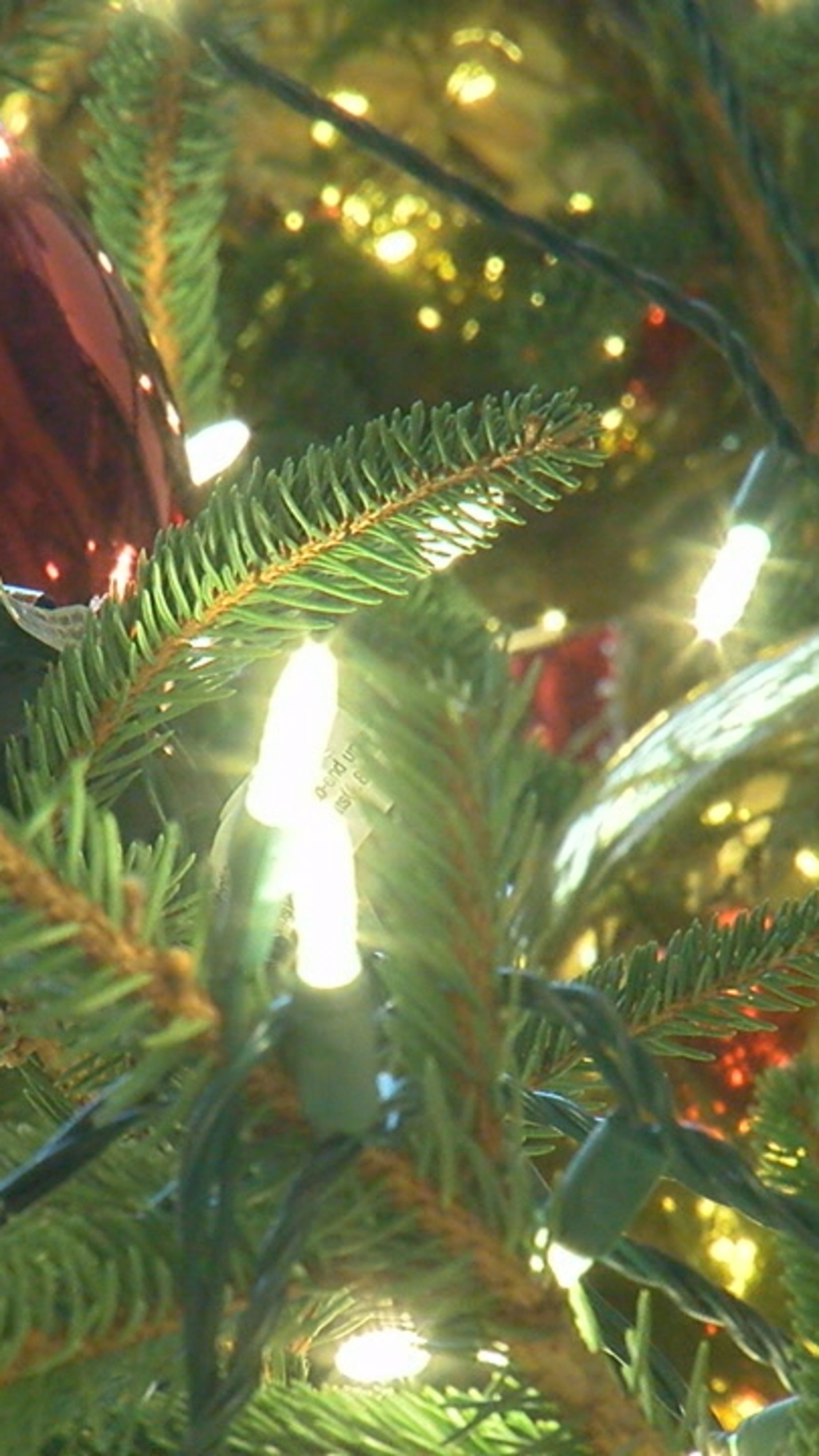 Mayor flips the switch on City Hall's Christmas tree