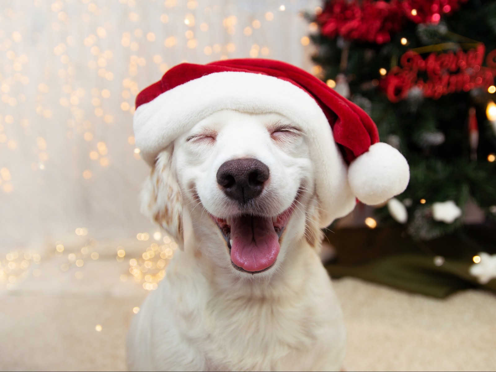 Dog's Amazed Reaction to Christmas Lights Is Melting Hearts Online