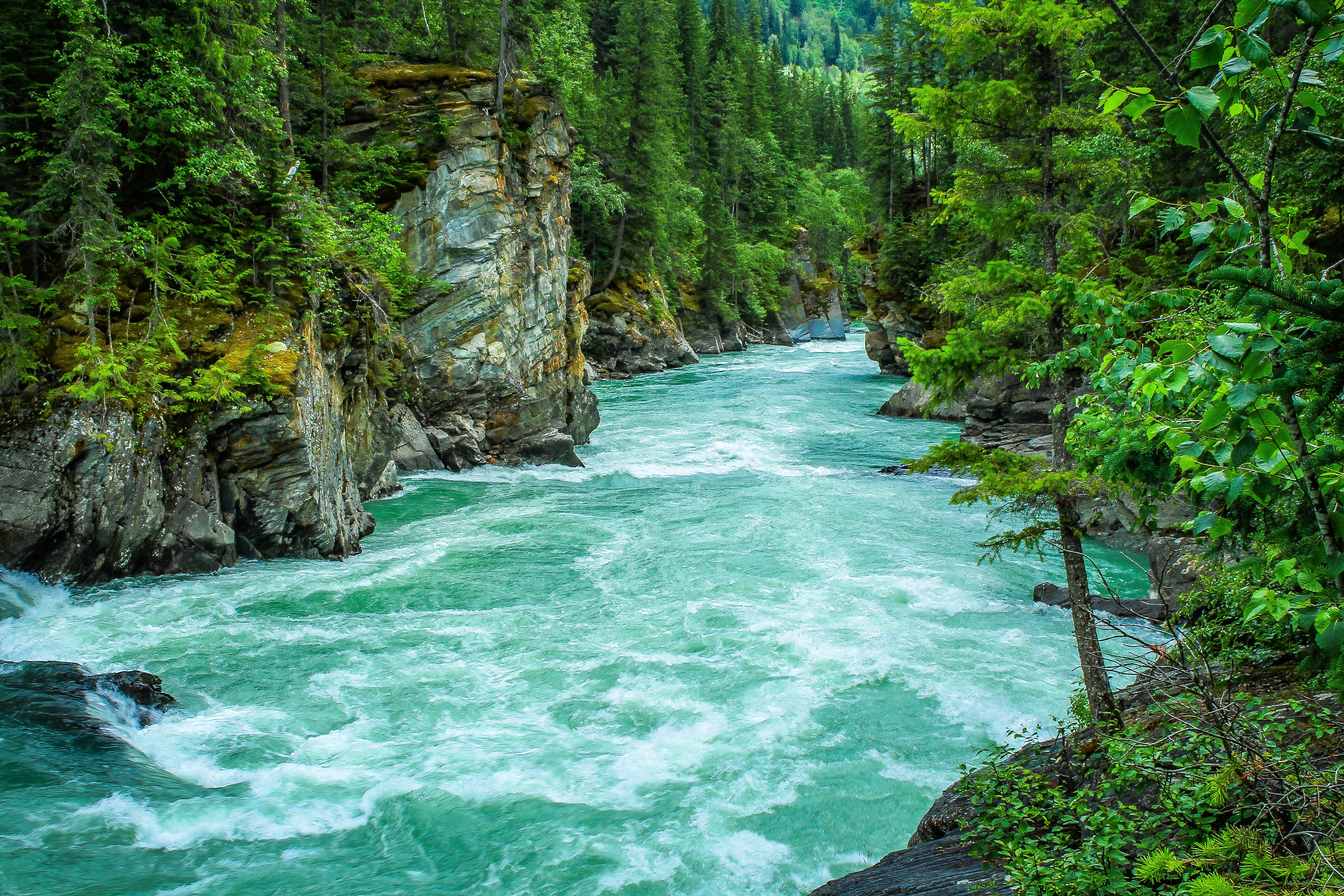 River Between Green Leafed Tree · Free