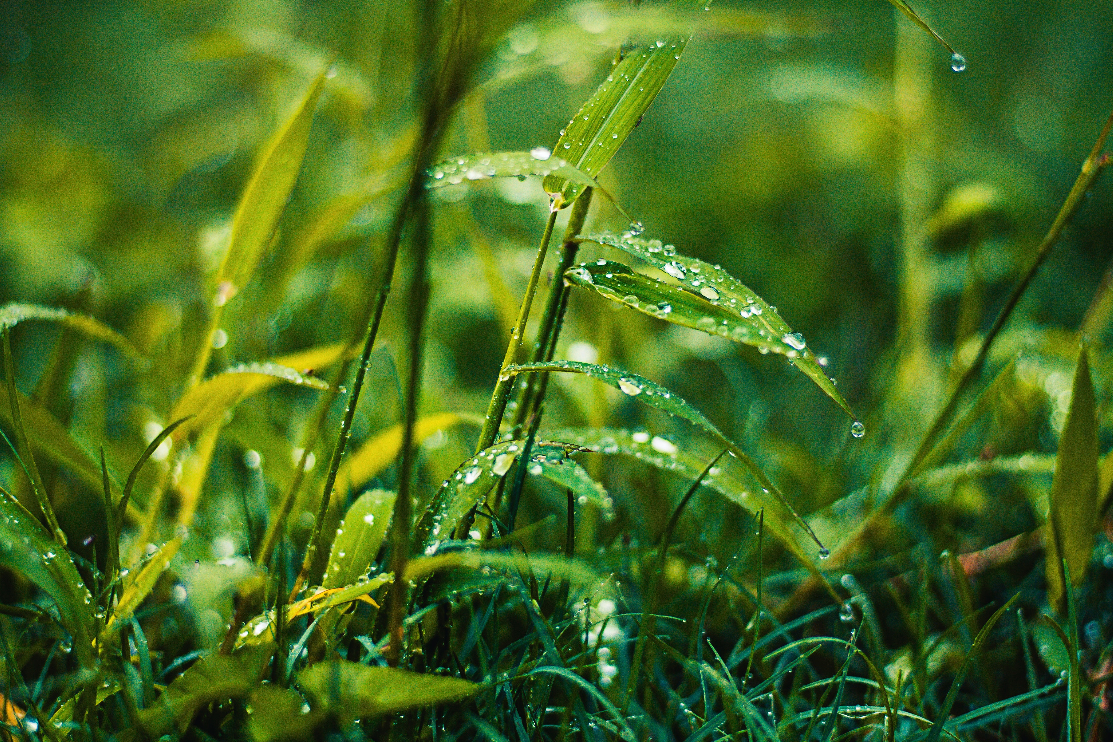 Wet Grass Photo, Download The BEST Free Wet Grass & HD Image