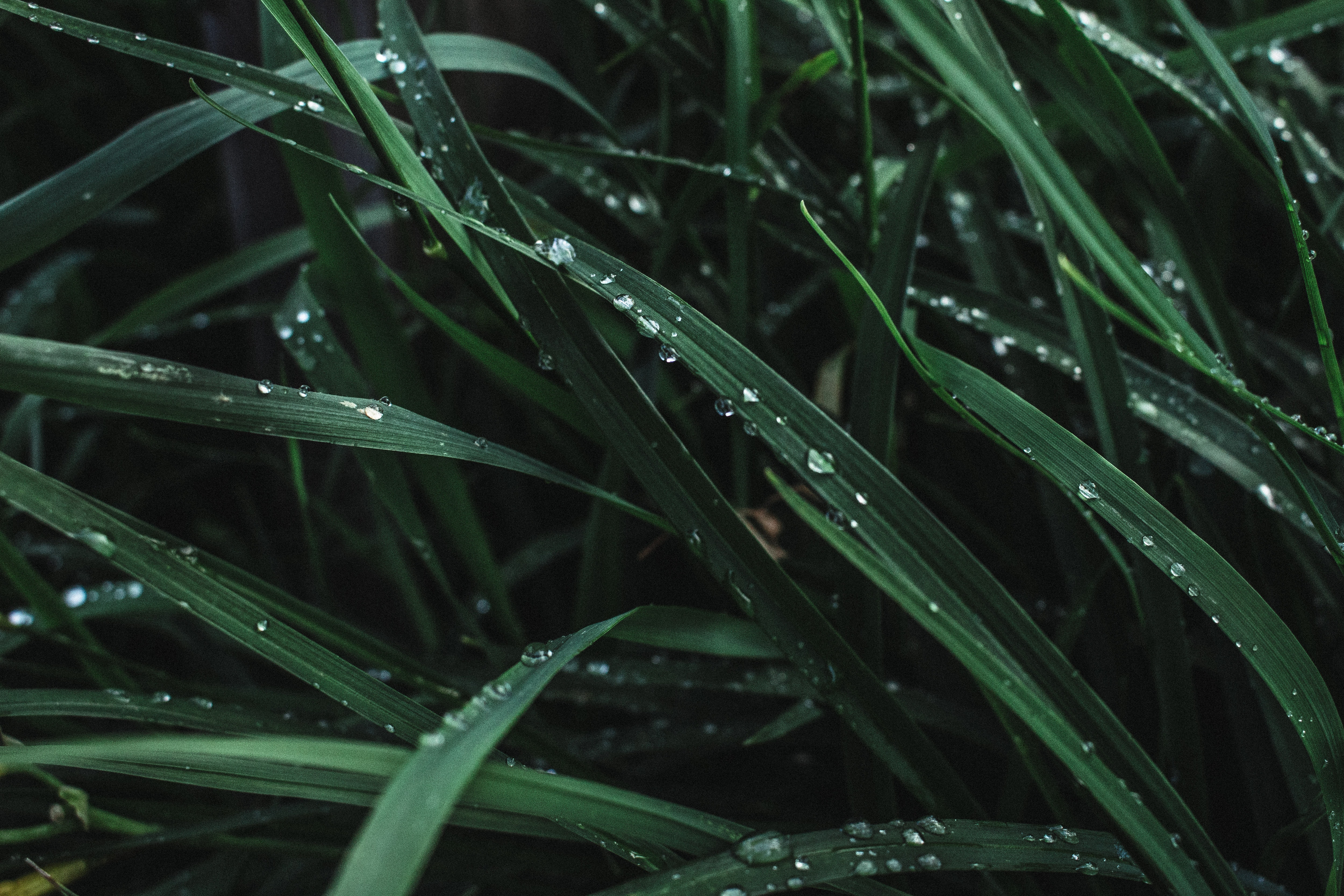 Wet Grass Photo, Download The BEST Free Wet Grass & HD Image